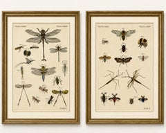 Pair of Antique Dragonfly, Cicada & Exotic Insect Engravings – Bertuch, c.1815