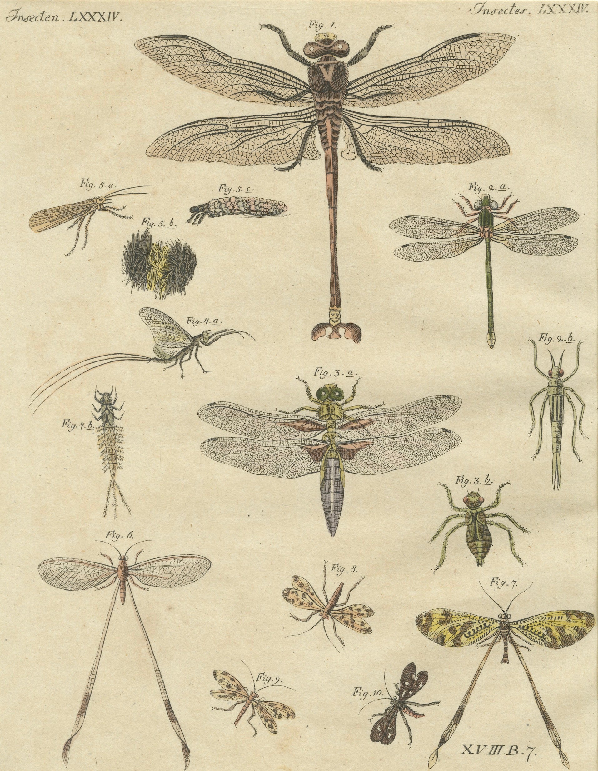Pair of Antique Dragonfly, Cicada & Exotic Insect Engravings – Bertuch, c.1815