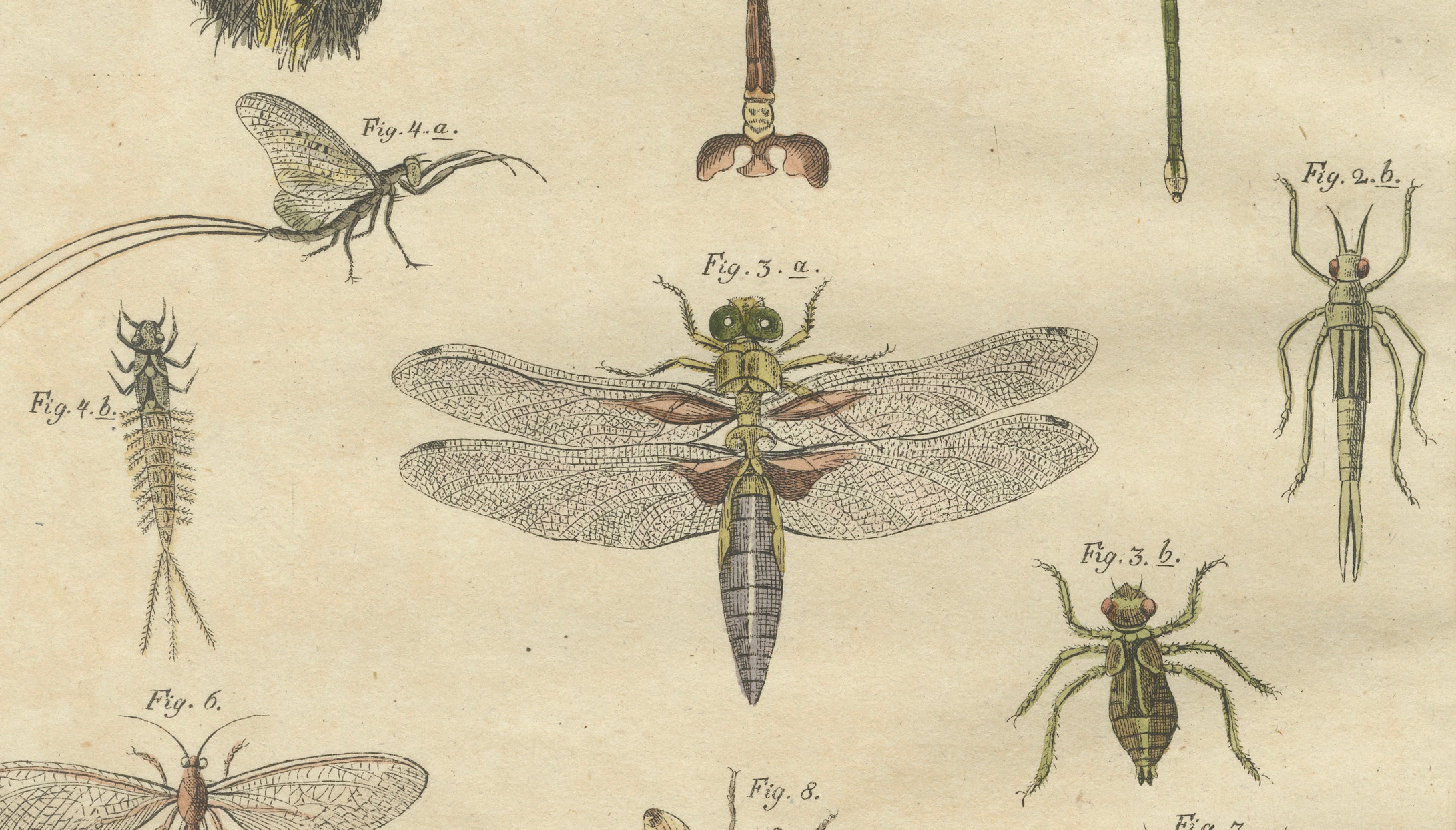 Pair of Antique Dragonfly, Cicada & Exotic Insect Engravings – Bertuch, c.1815