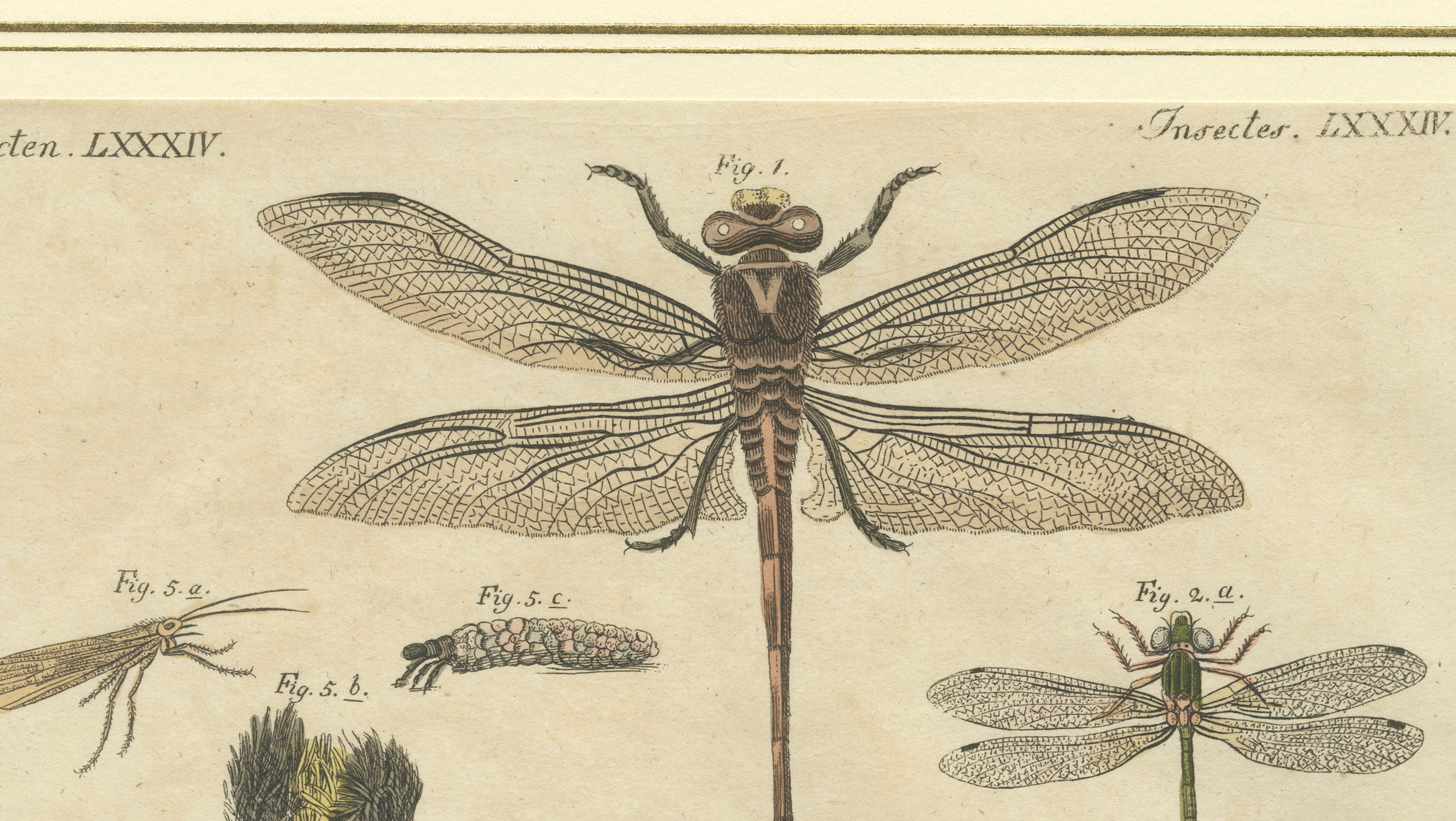 Pair of Antique Dragonfly, Cicada & Exotic Insect Engravings – Bertuch, c.1815