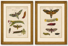 Pair of Antique Hawk Moth Life Cycle Engravings – Bertuch, c.1800