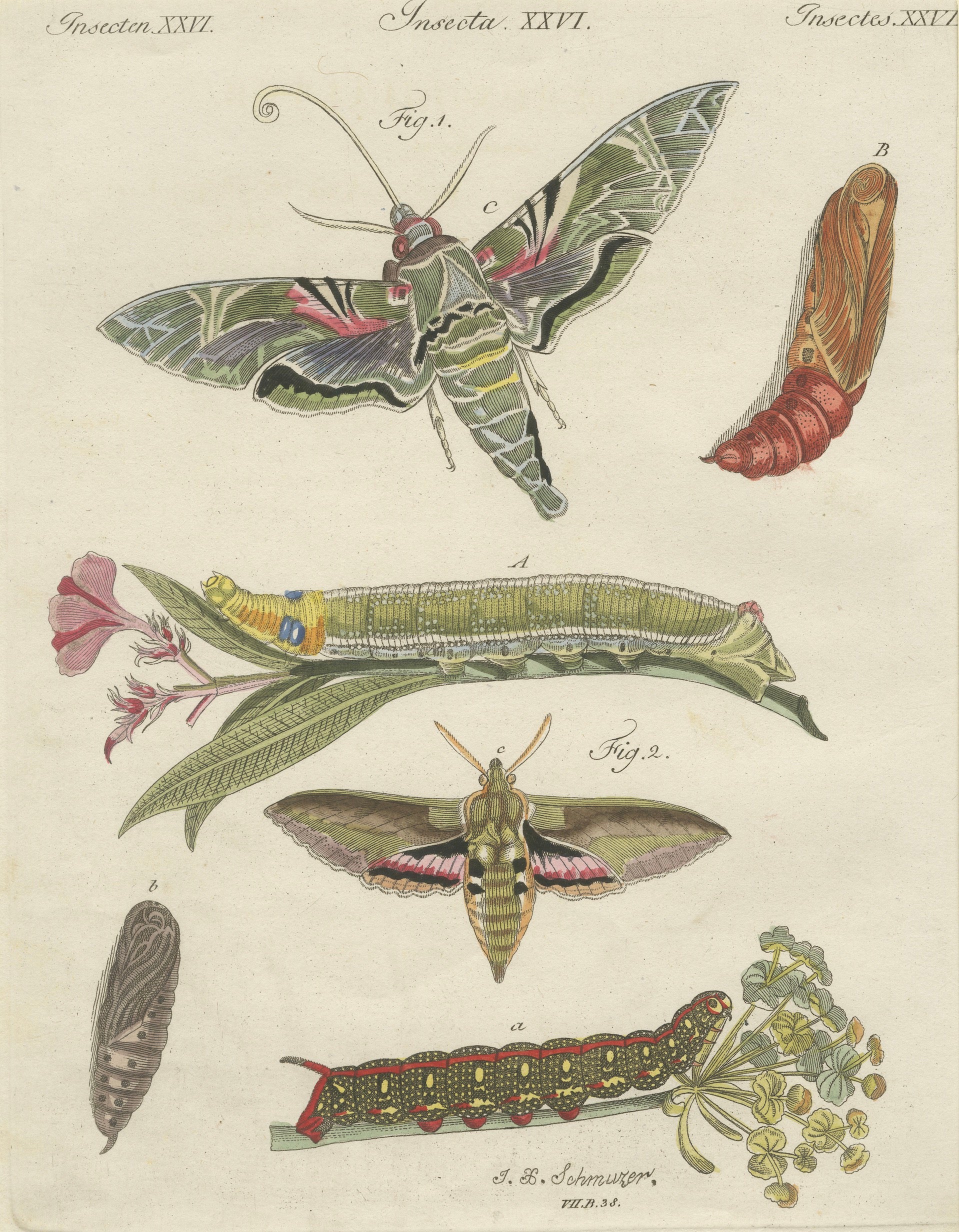 Pair of Antique Hawk Moth Life Cycle Engravings – Bertuch, c.1800