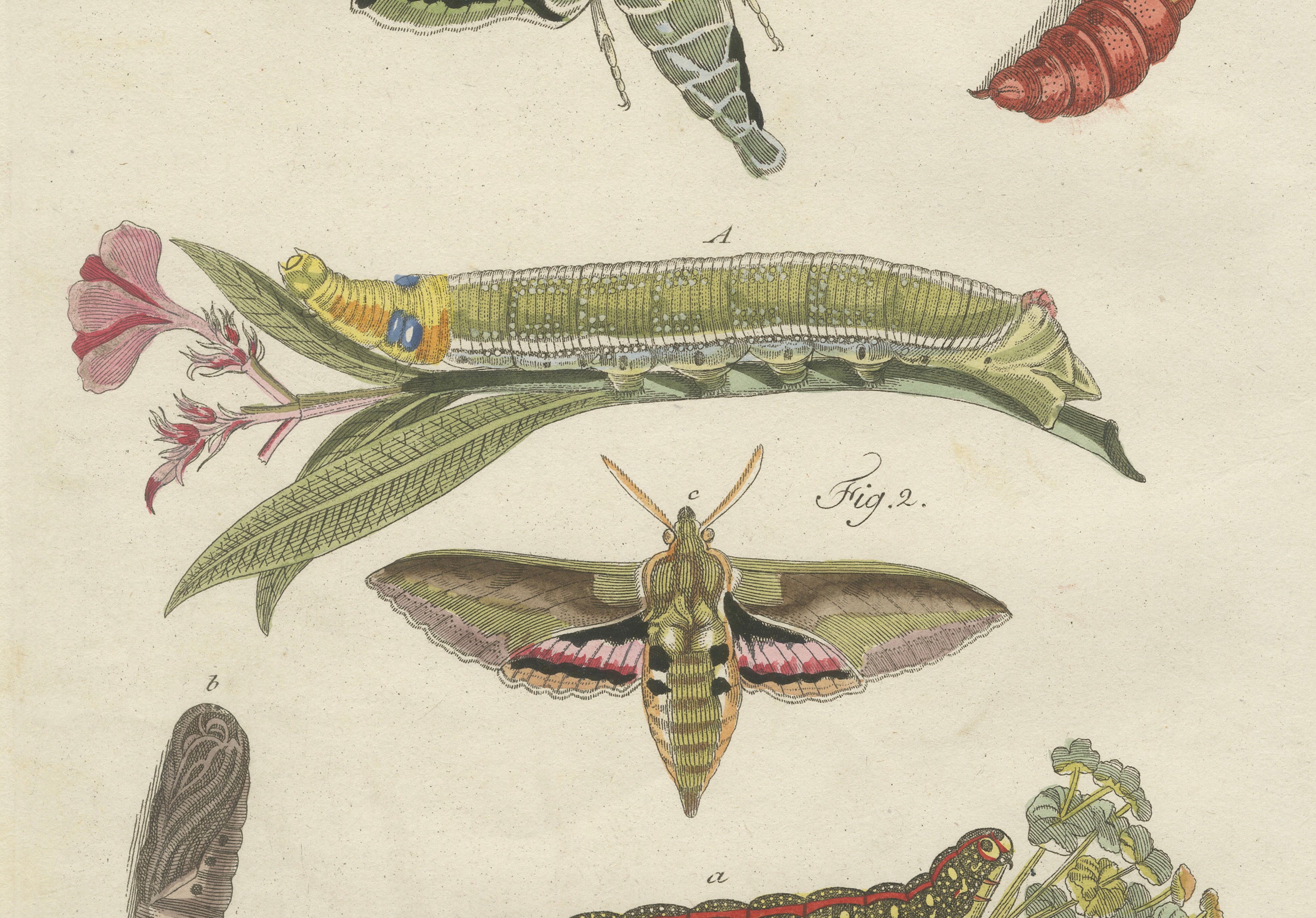 Pair of Antique Hawk Moth Life Cycle Engravings – Bertuch, c.1800