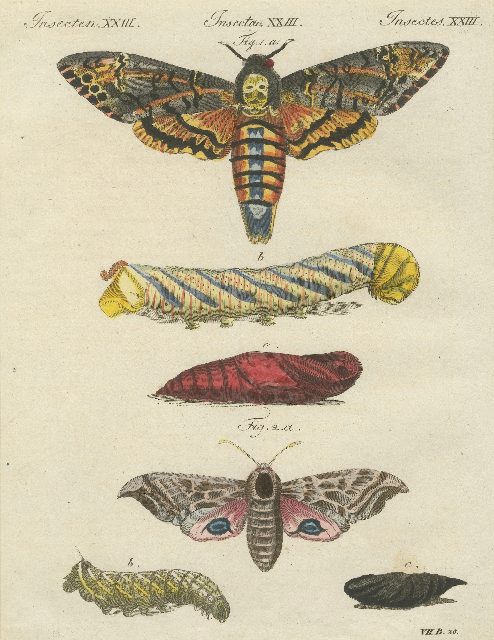 Pair of Antique Hawk Moth Life Cycle Engravings – Bertuch, c.1800