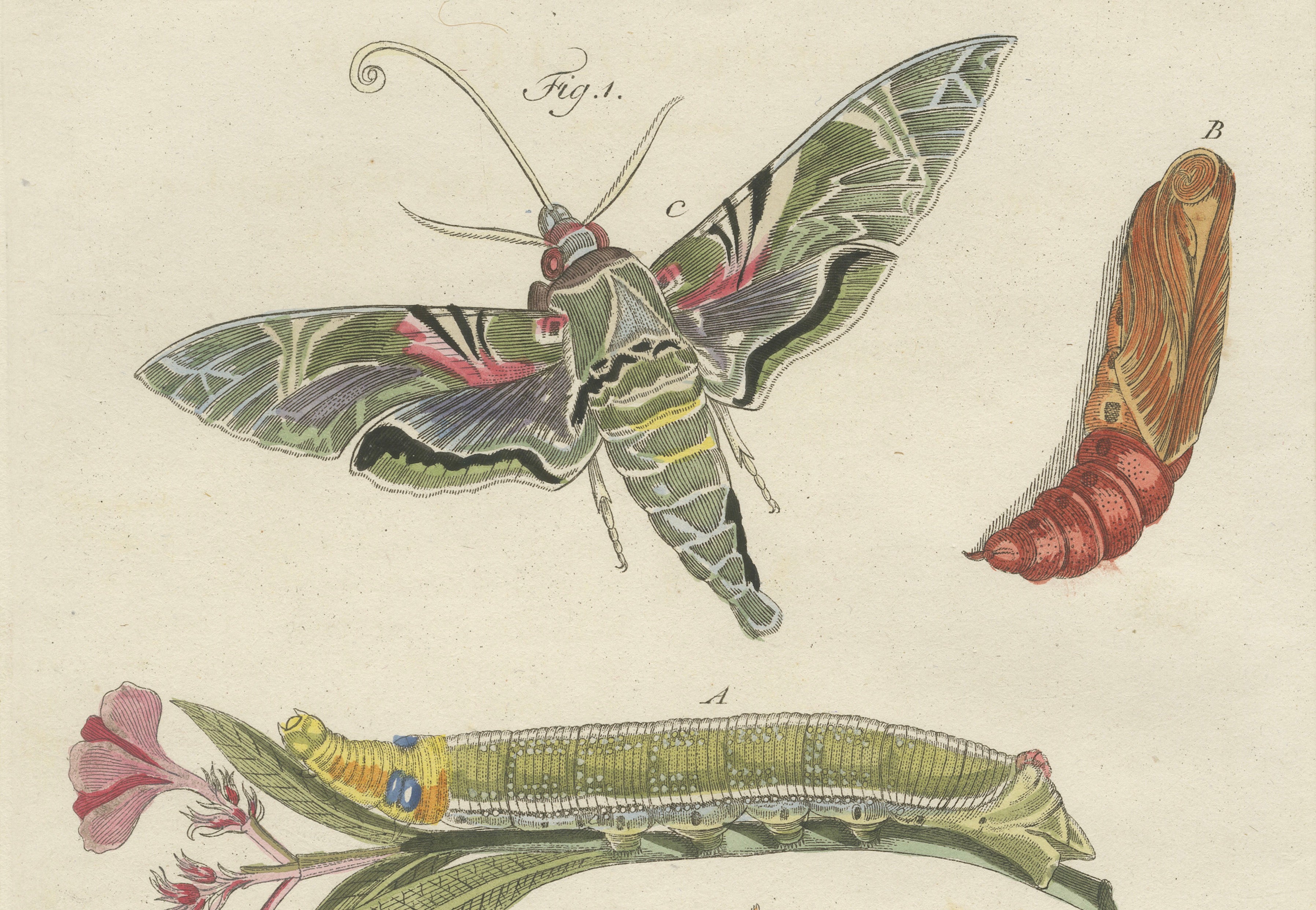 Pair of Antique Hawk Moth Life Cycle Engravings – Bertuch, c.1800