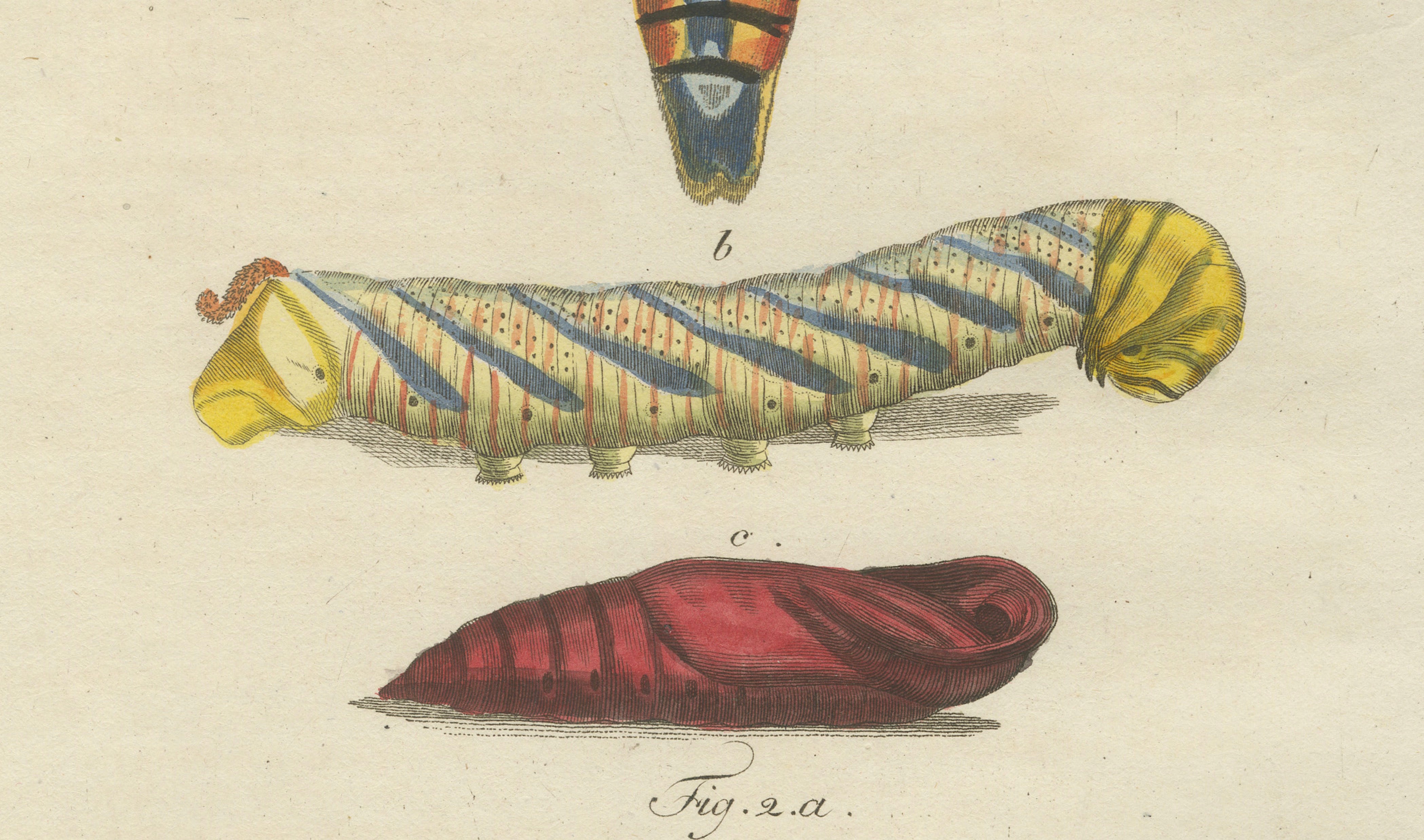 Pair of Antique Hawk Moth Life Cycle Engravings – Bertuch, c.1800