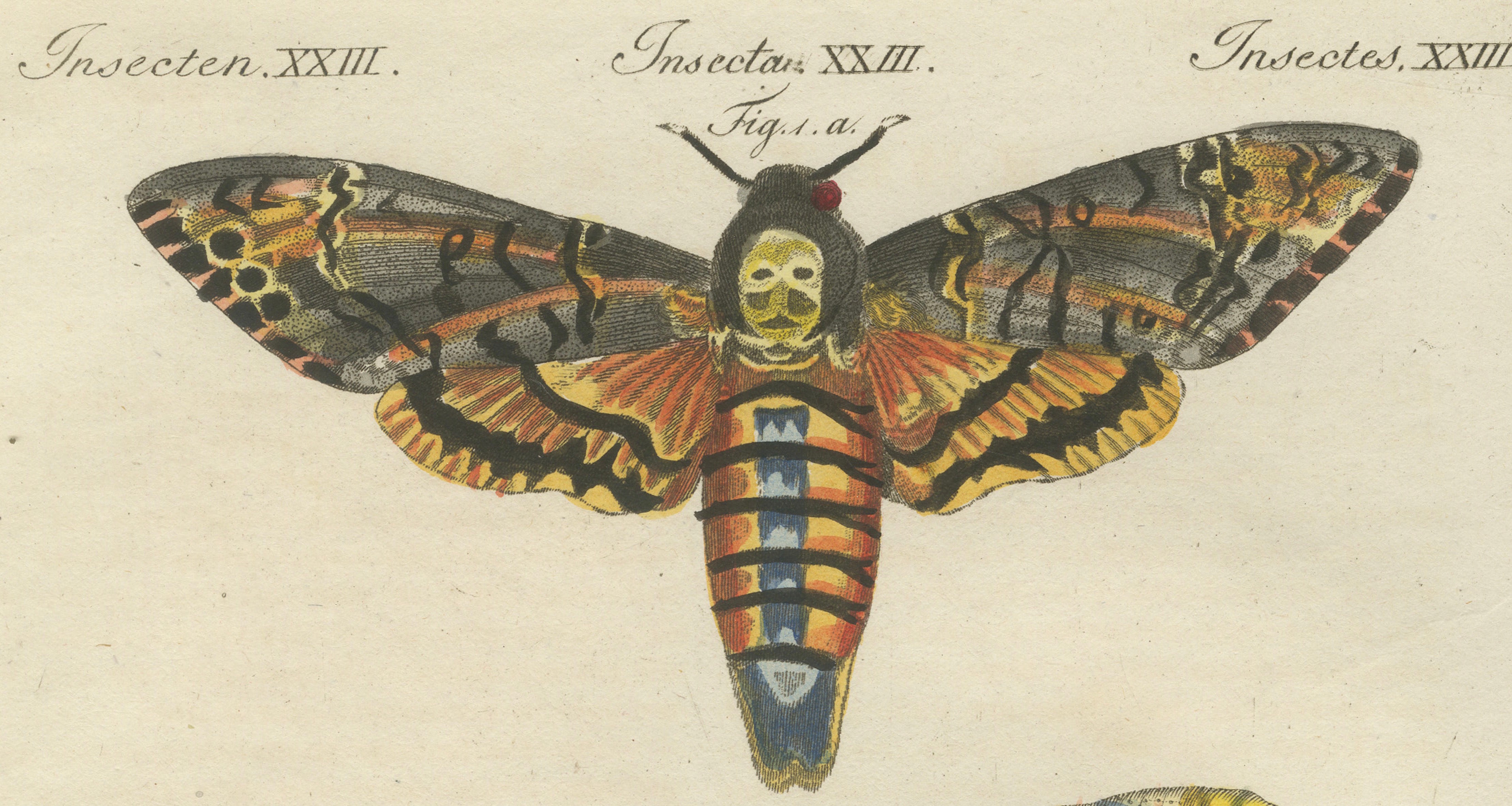 Pair of Antique Hawk Moth Life Cycle Engravings – Bertuch, c.1800