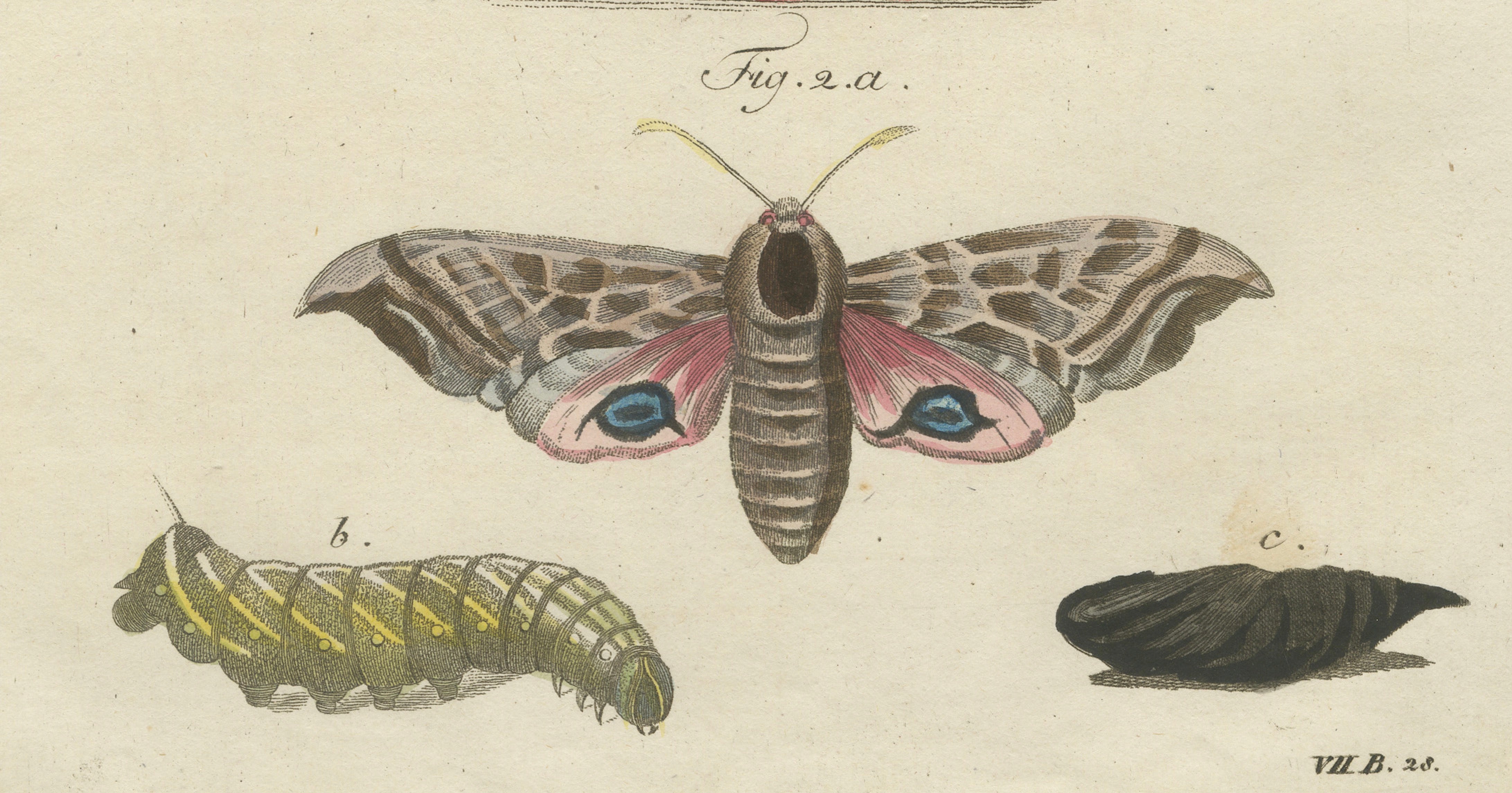 Pair of Antique Hawk Moth Life Cycle Engravings – Bertuch, c.1800