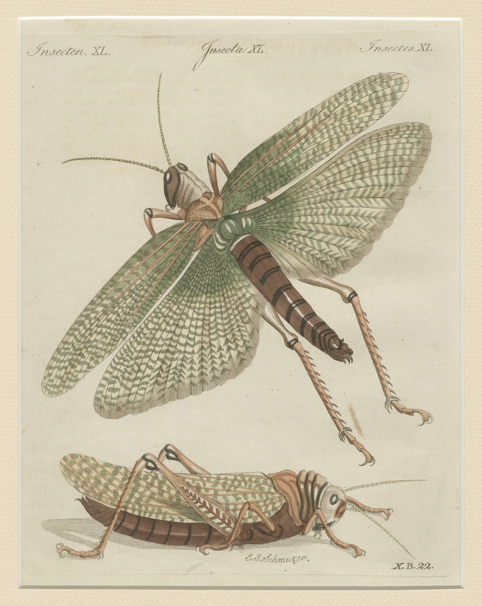 Antique Giant Locust & Grasshopper Engraving – Bertuch, c.1800