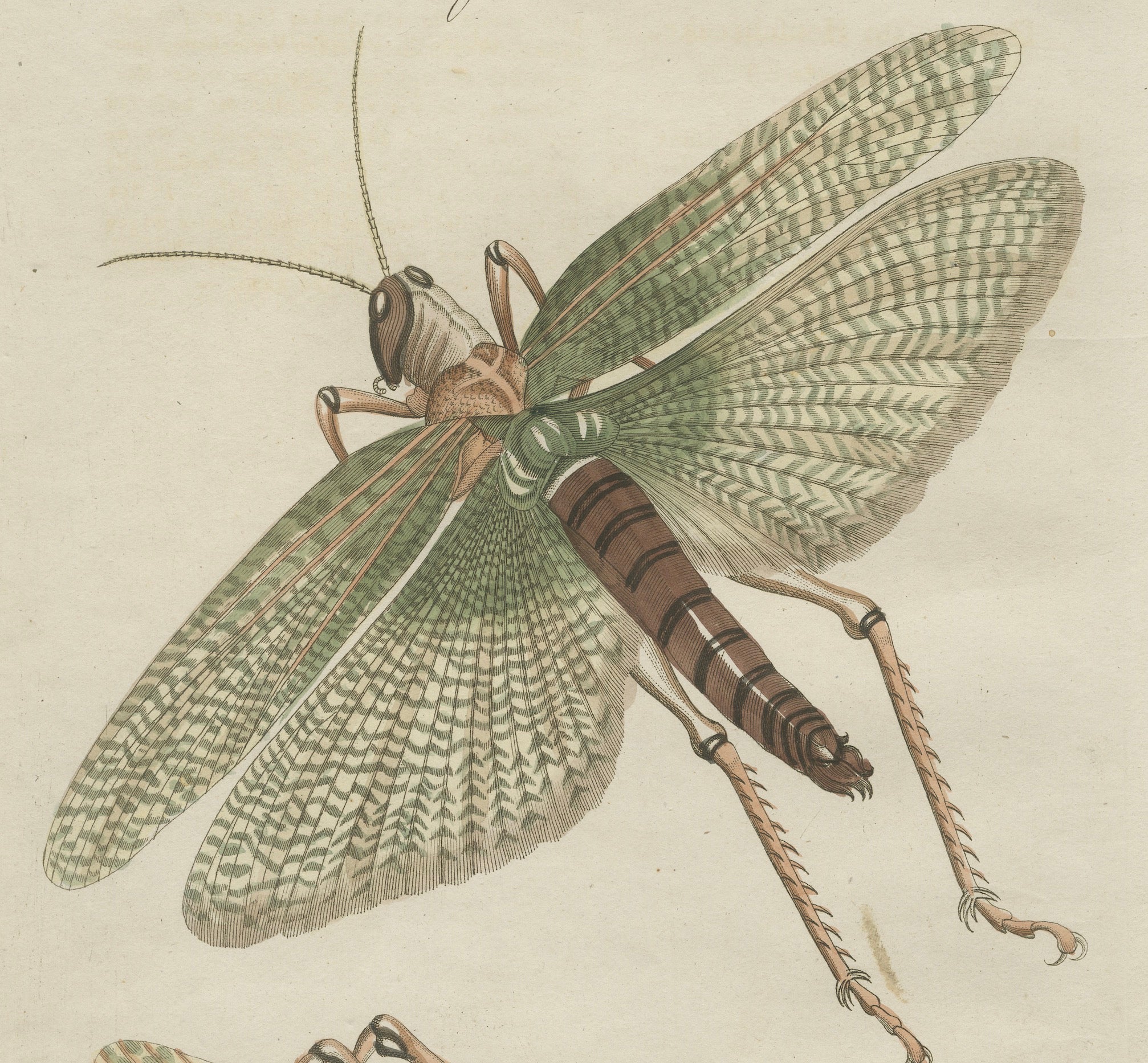 Antique Giant Locust & Grasshopper Engraving – Bertuch, c.1800