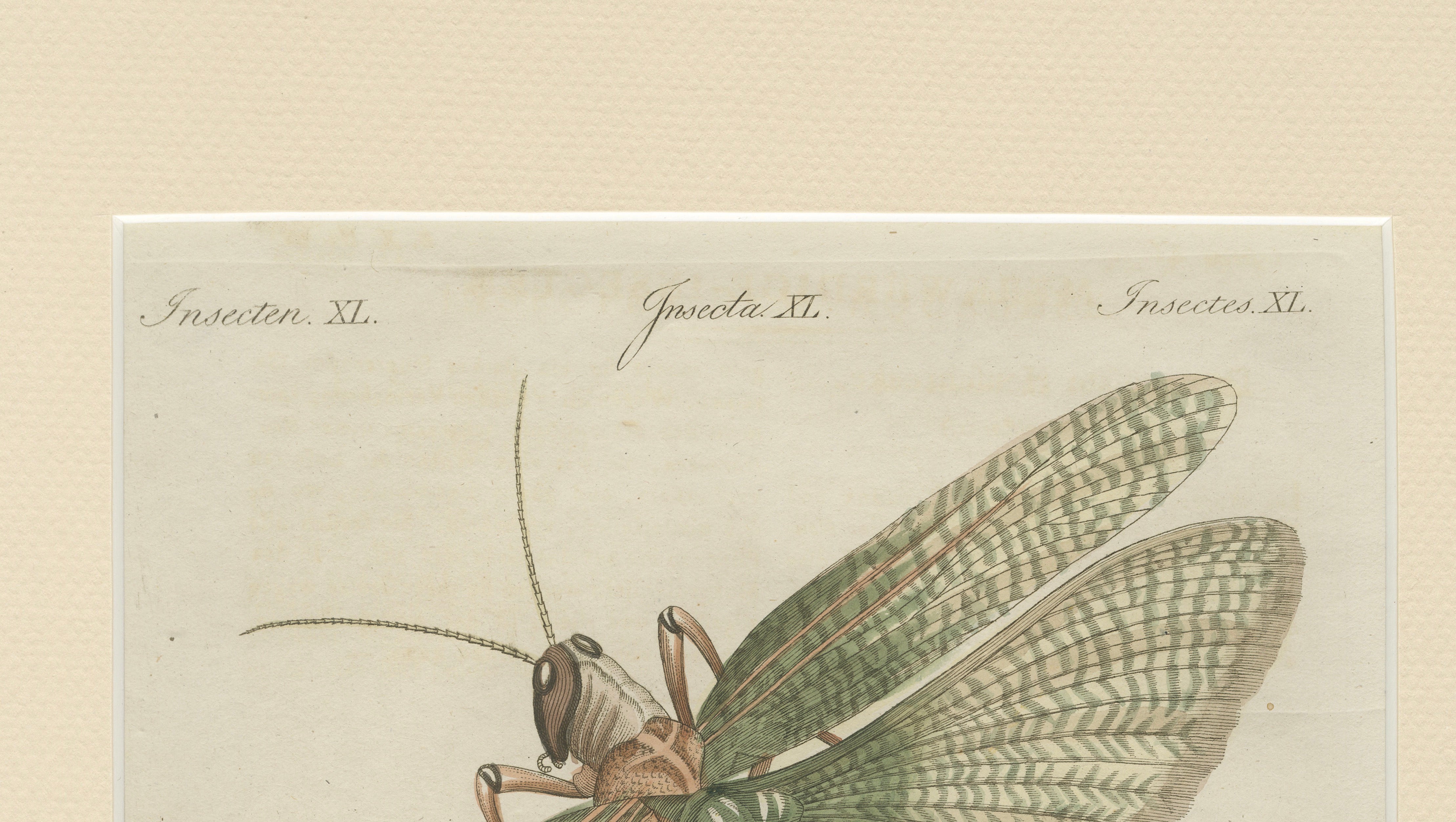 Antique Giant Locust & Grasshopper Engraving – Bertuch, c.1800
