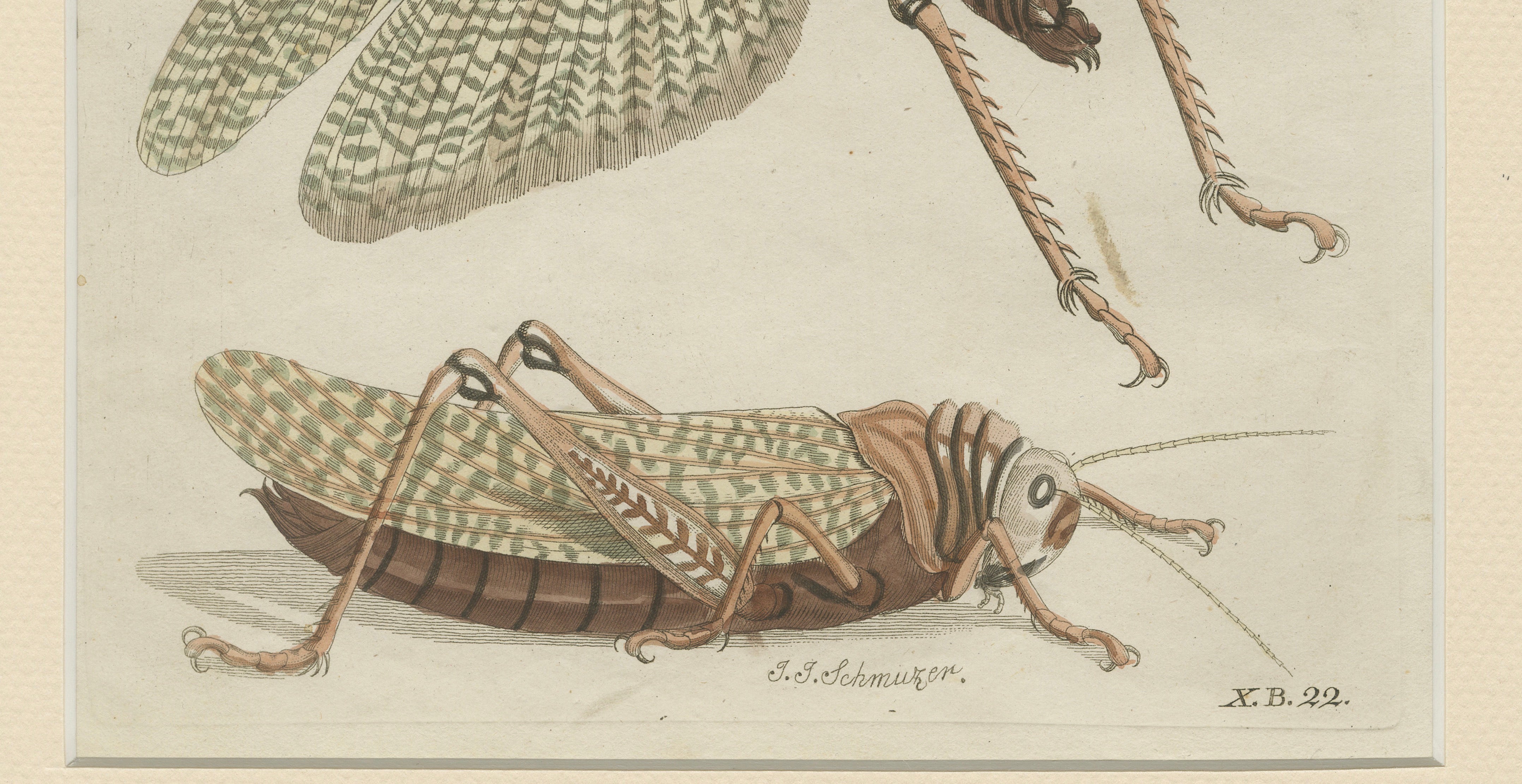 Antique Giant Locust & Grasshopper Engraving – Bertuch, c.1800