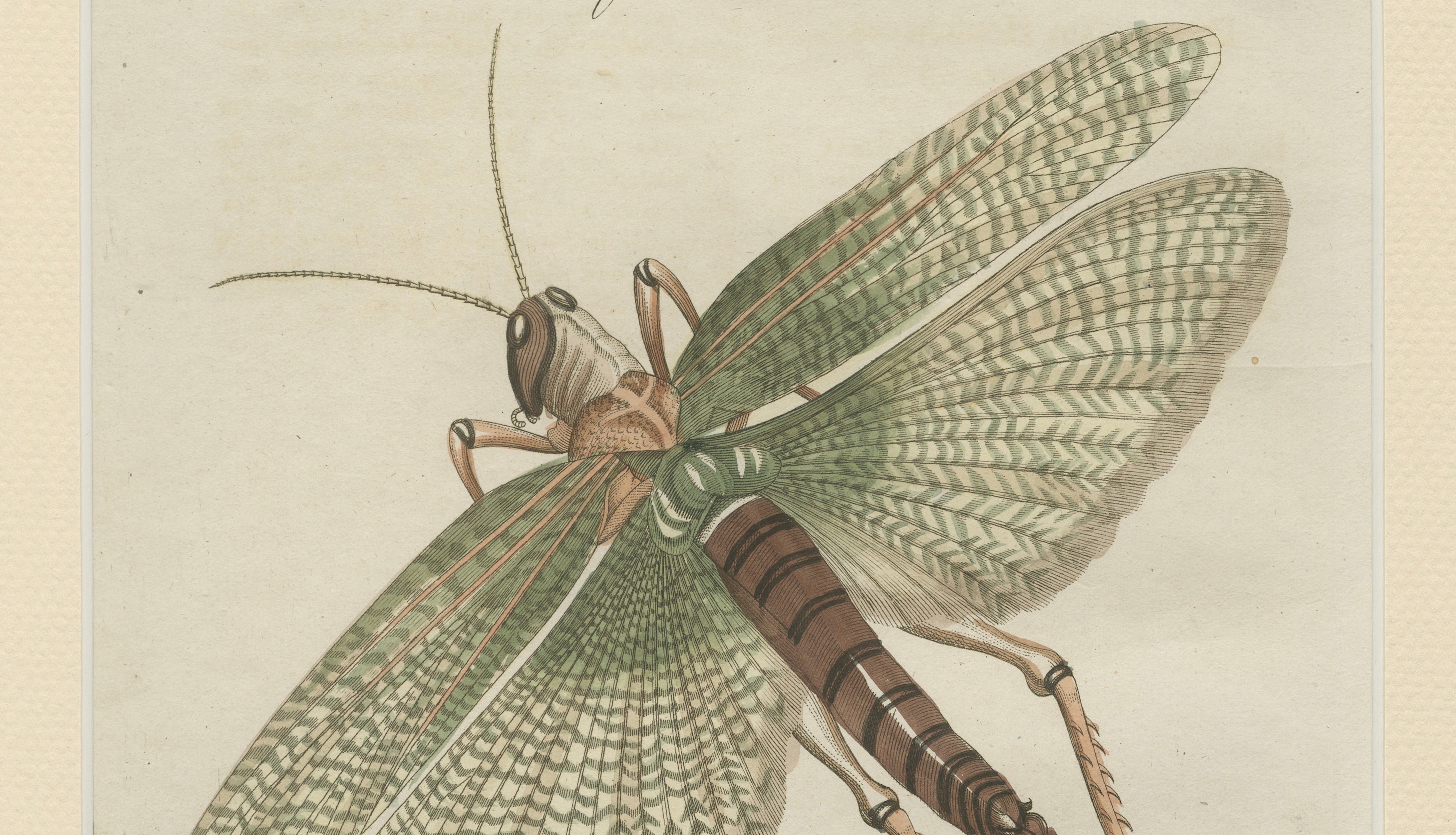 Antique Giant Locust & Grasshopper Engraving – Bertuch, c.1800