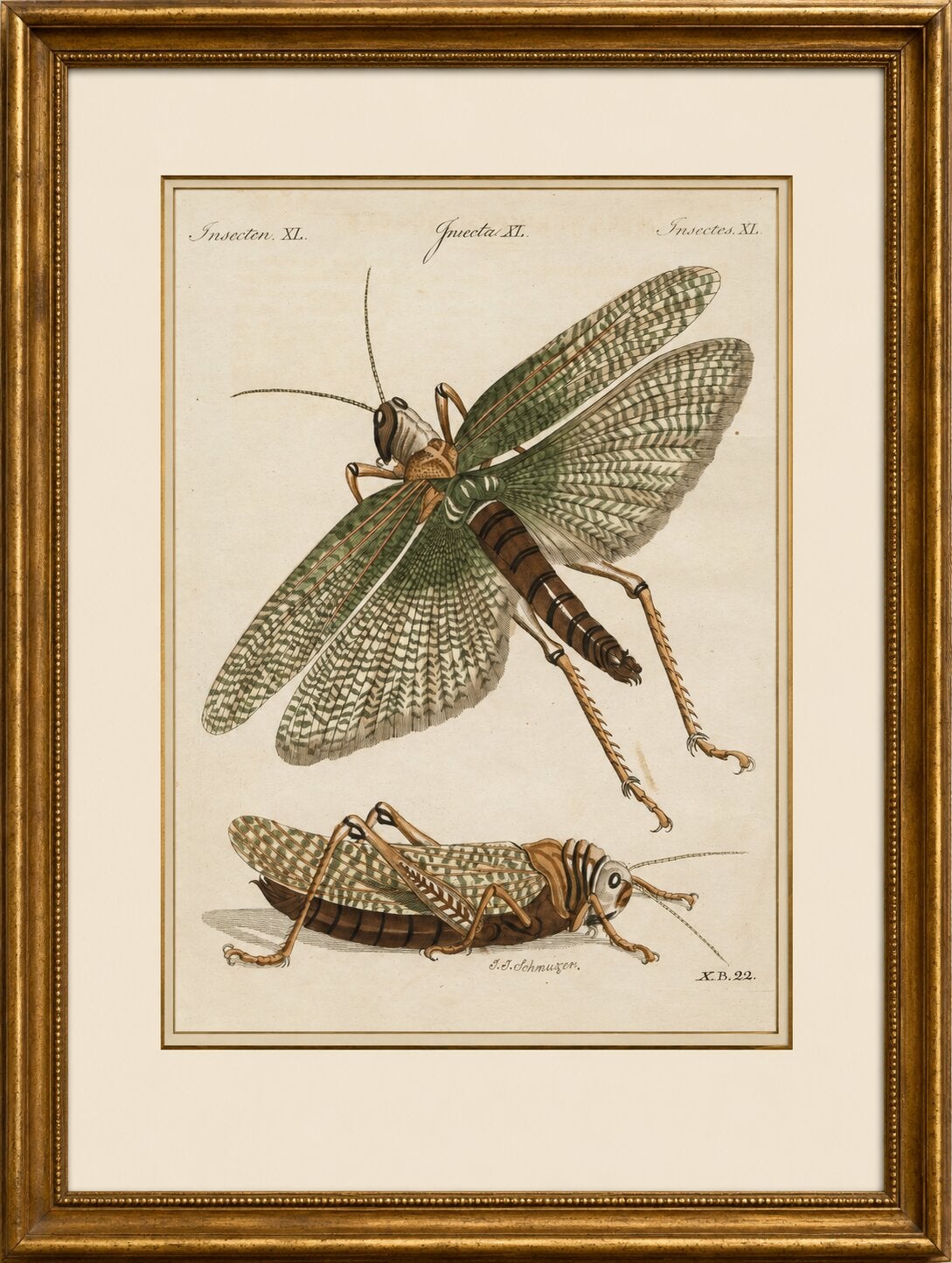 Antique Giant Locust & Grasshopper Engraving – Bertuch, c.1800