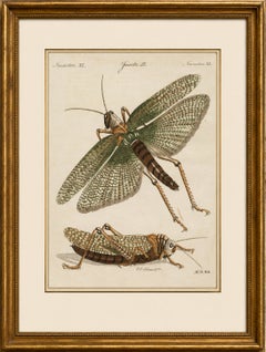 Antique Giant Locust & Grasshopper Engraving – Bertuch, c.1800