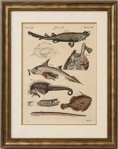 Antique Seahorse, Frilled Shark & Curious Fish Engraving – Bertuch, 1821
