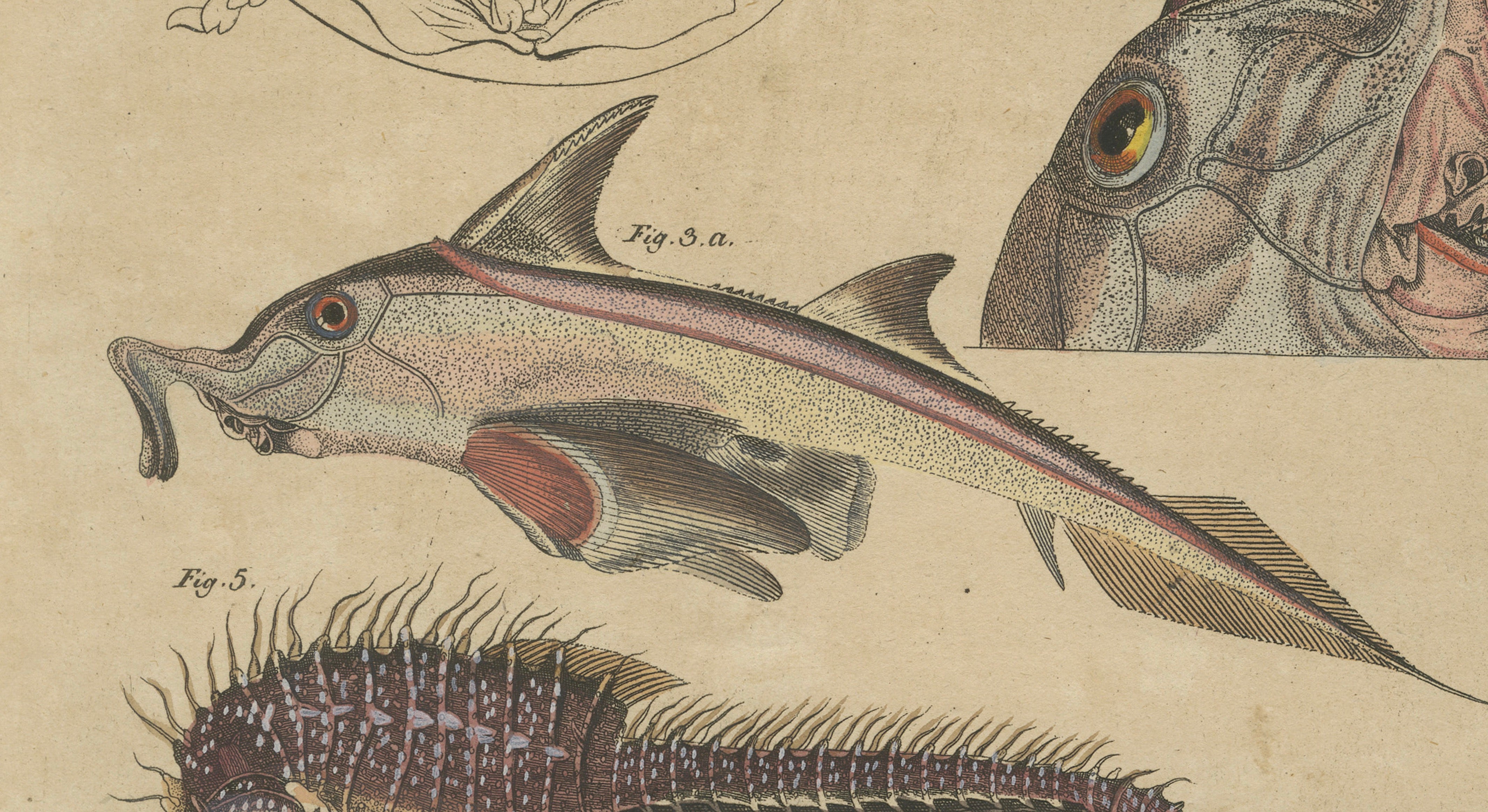 Antique Seahorse, Frilled Shark & Curious Fish Engraving – Bertuch, 1821