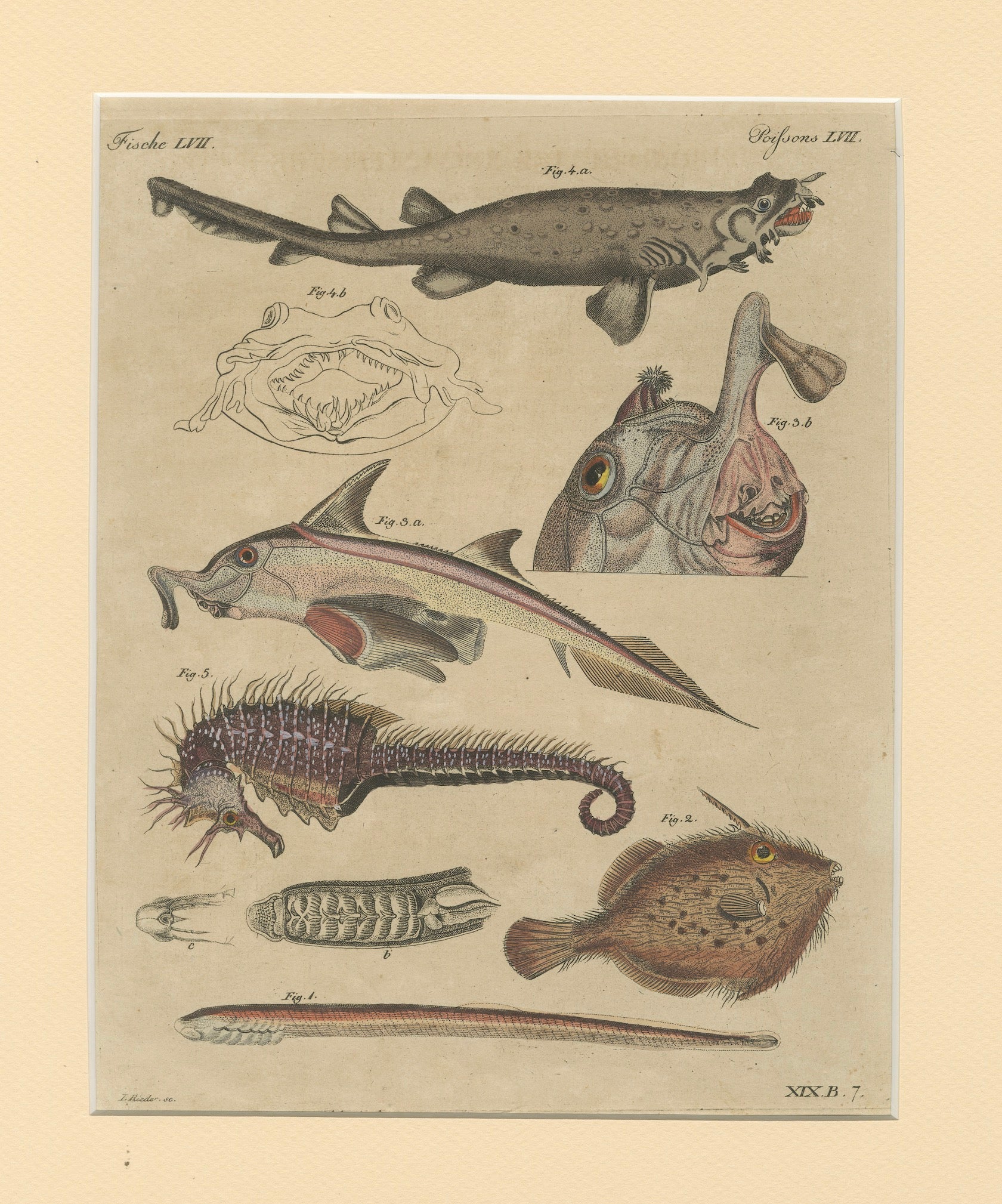 Antique Seahorse, Frilled Shark & Curious Fish Engraving – Bertuch, 1821