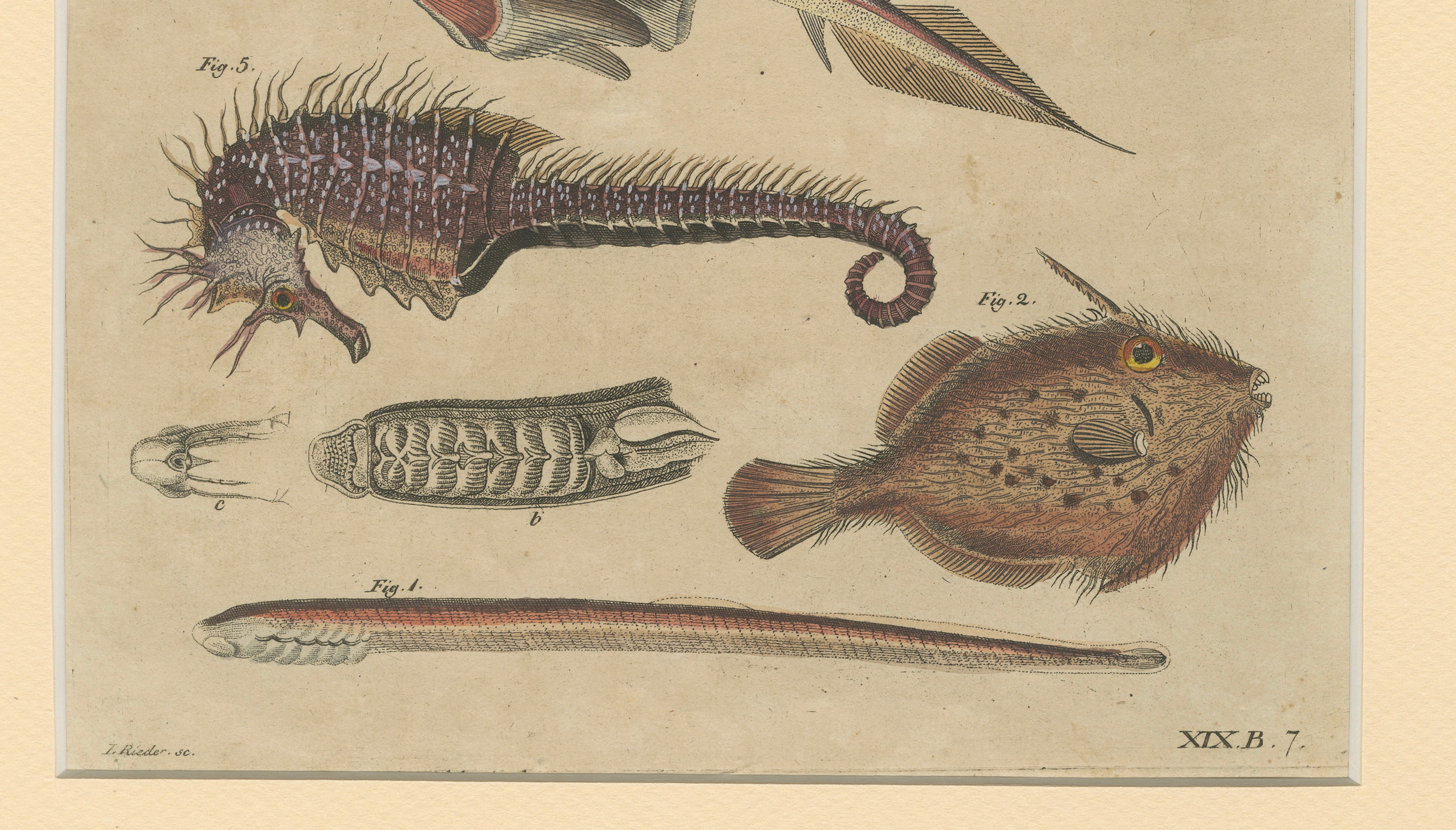 Antique Seahorse, Frilled Shark & Curious Fish Engraving – Bertuch, 1821