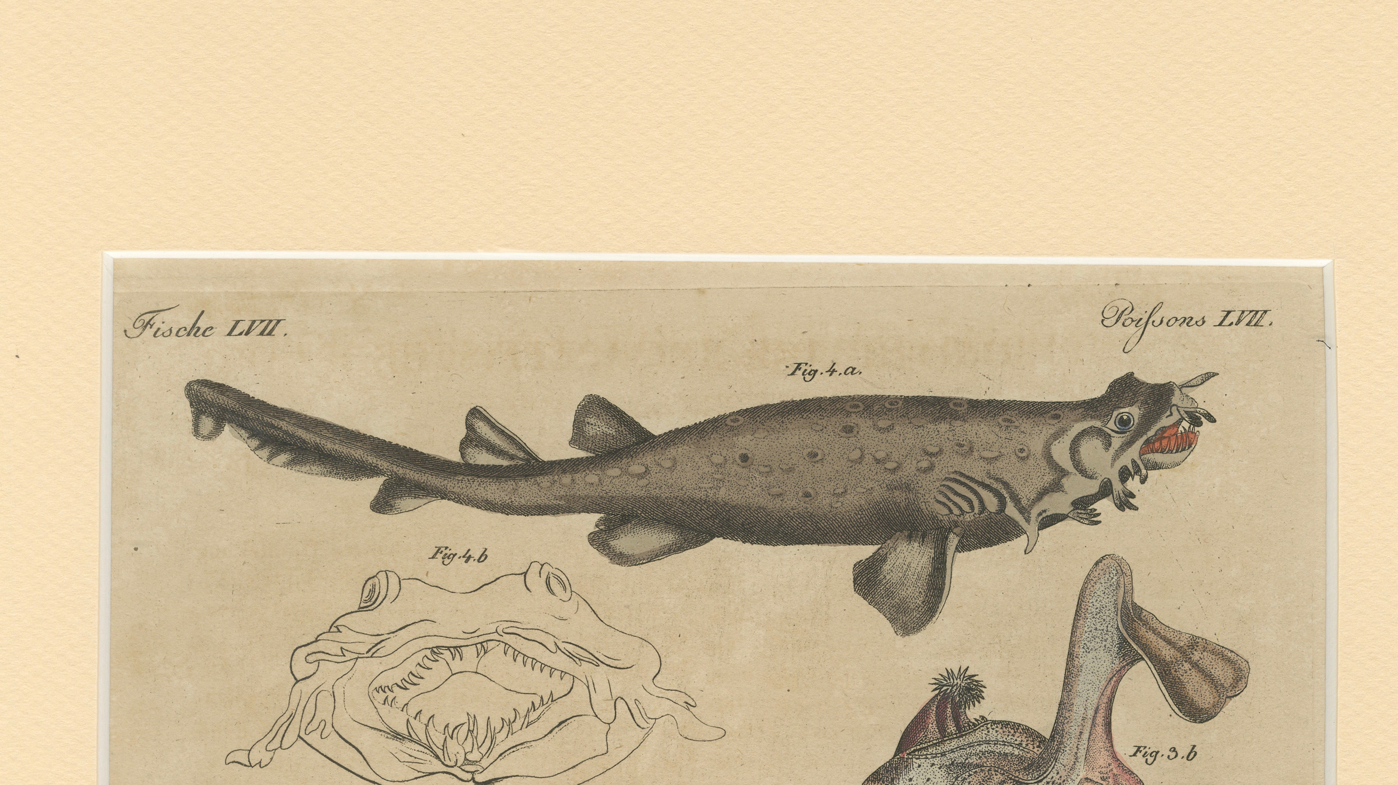 Antique Seahorse, Frilled Shark & Curious Fish Engraving – Bertuch, 1821