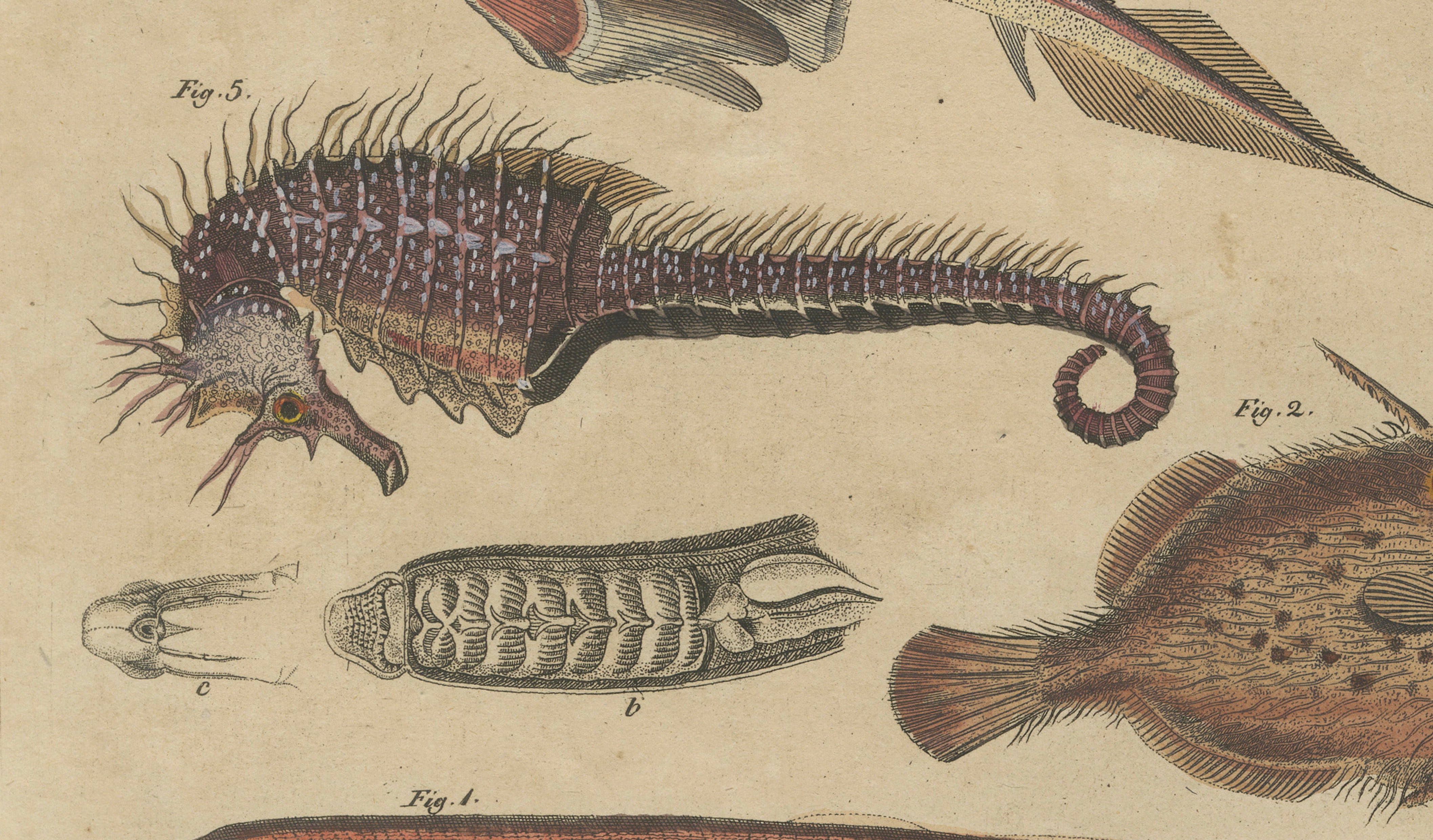 Antique Seahorse, Frilled Shark & Curious Fish Engraving – Bertuch, 1821