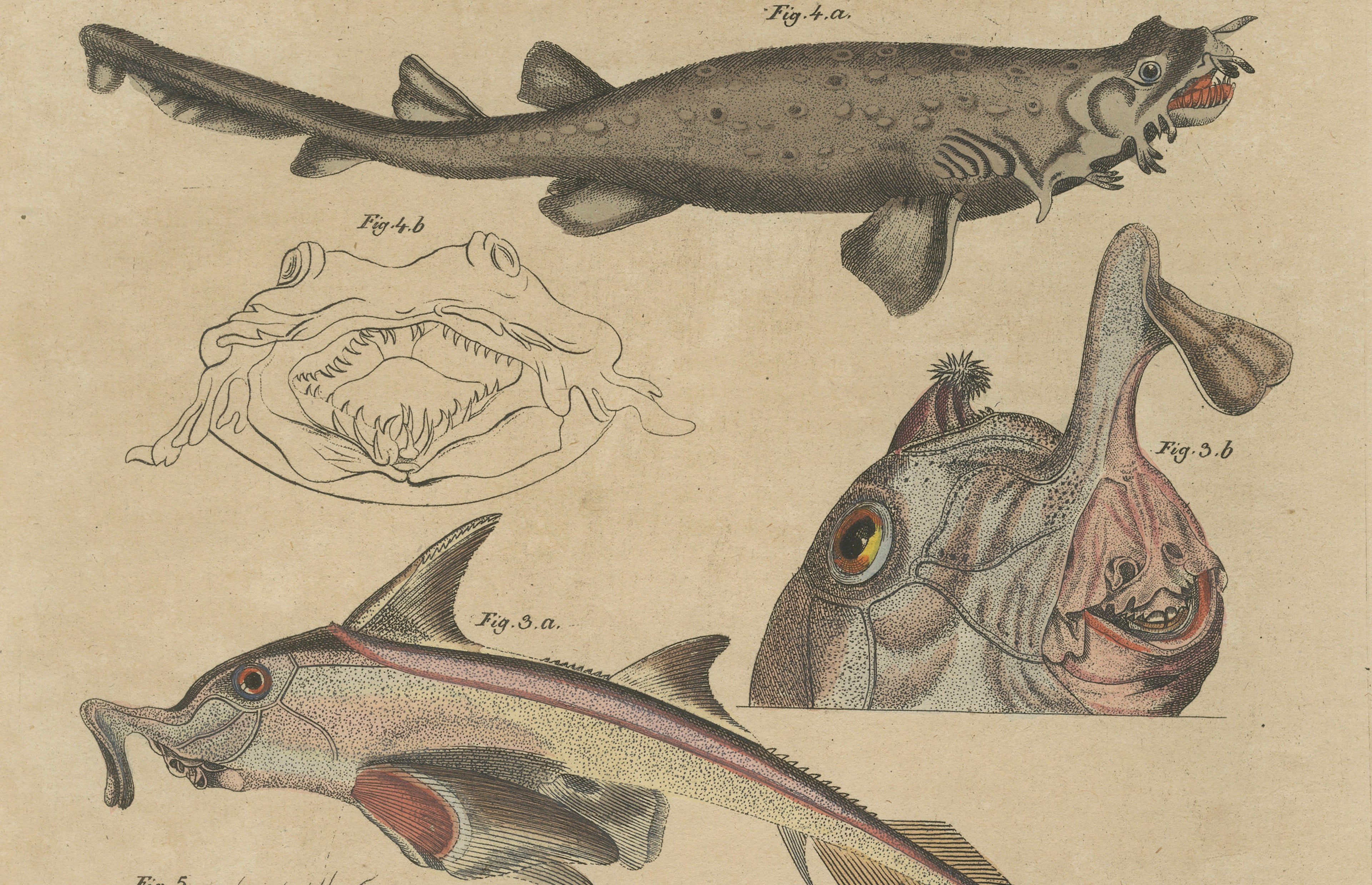 Antique Seahorse, Frilled Shark & Curious Fish Engraving – Bertuch, 1821