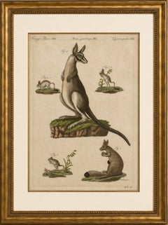 Antique Kangaroo, Wallaby & Hopping Mammals Engraving – Bertuch, c. 1795