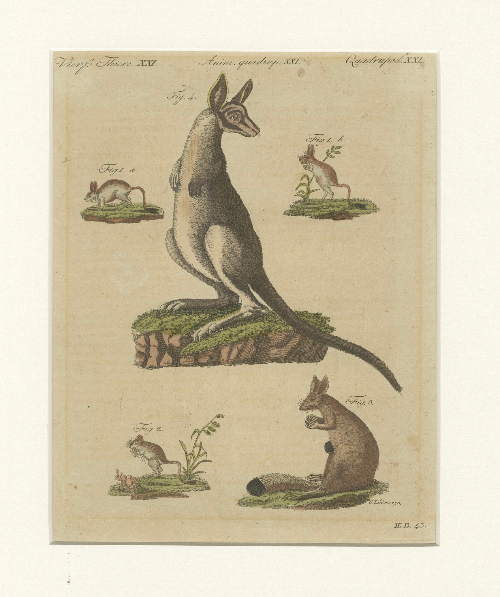 Antique Kangaroo, Wallaby & Hopping Mammals Engraving – Bertuch, c. 1795