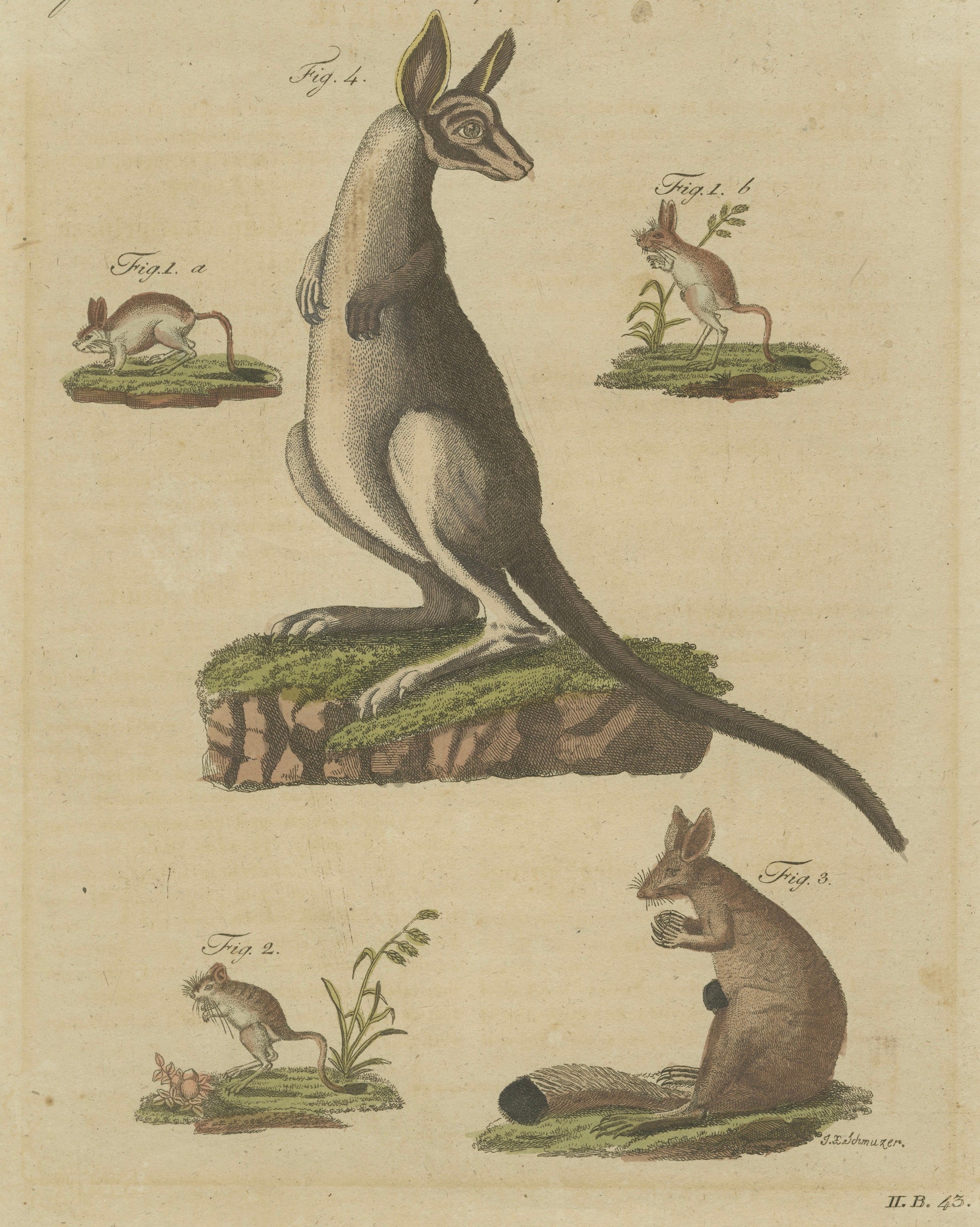 Antique Kangaroo, Wallaby & Hopping Mammals Engraving – Bertuch, c. 1795
