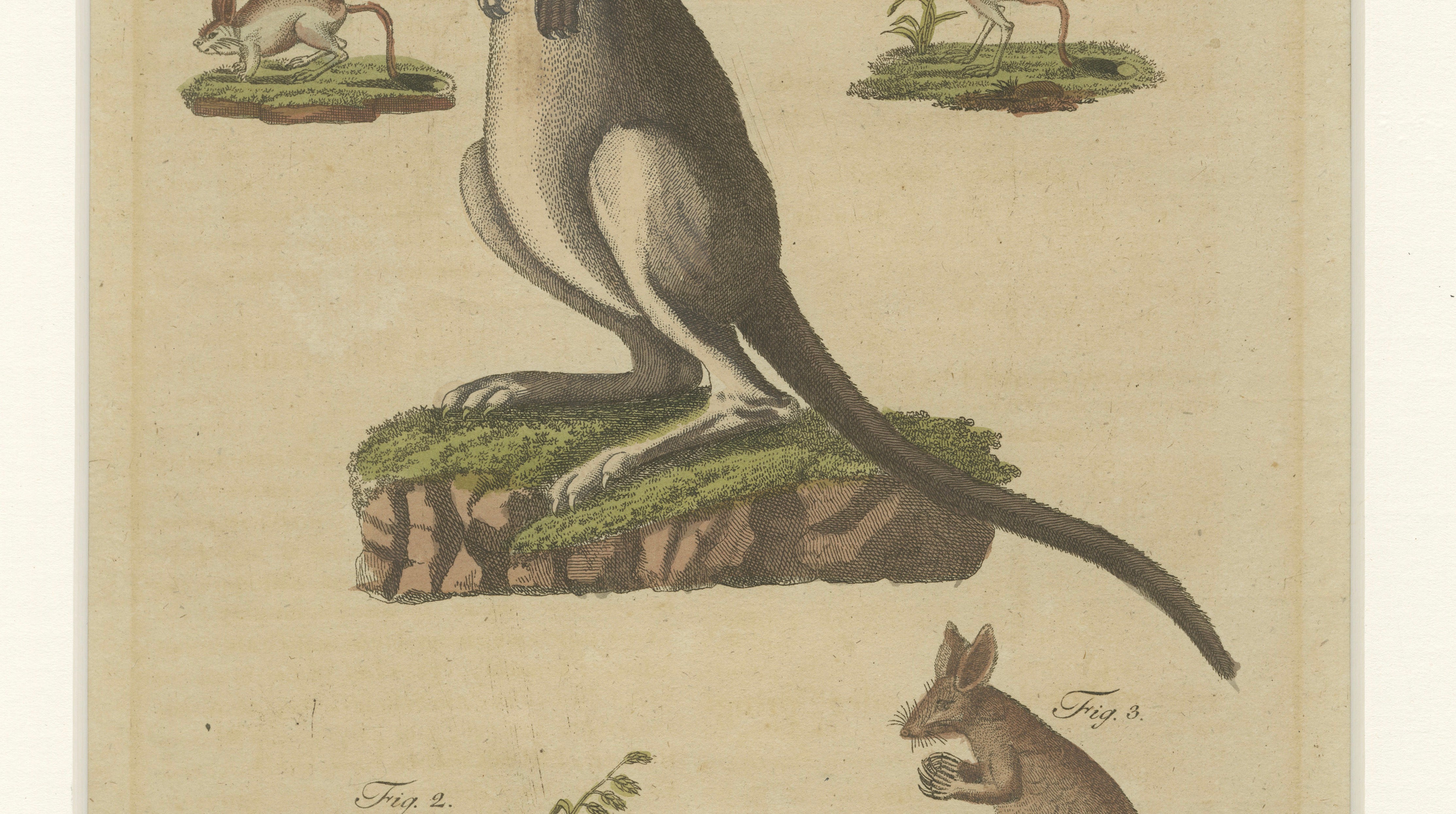 Antique Kangaroo, Wallaby & Hopping Mammals Engraving – Bertuch, c. 1795