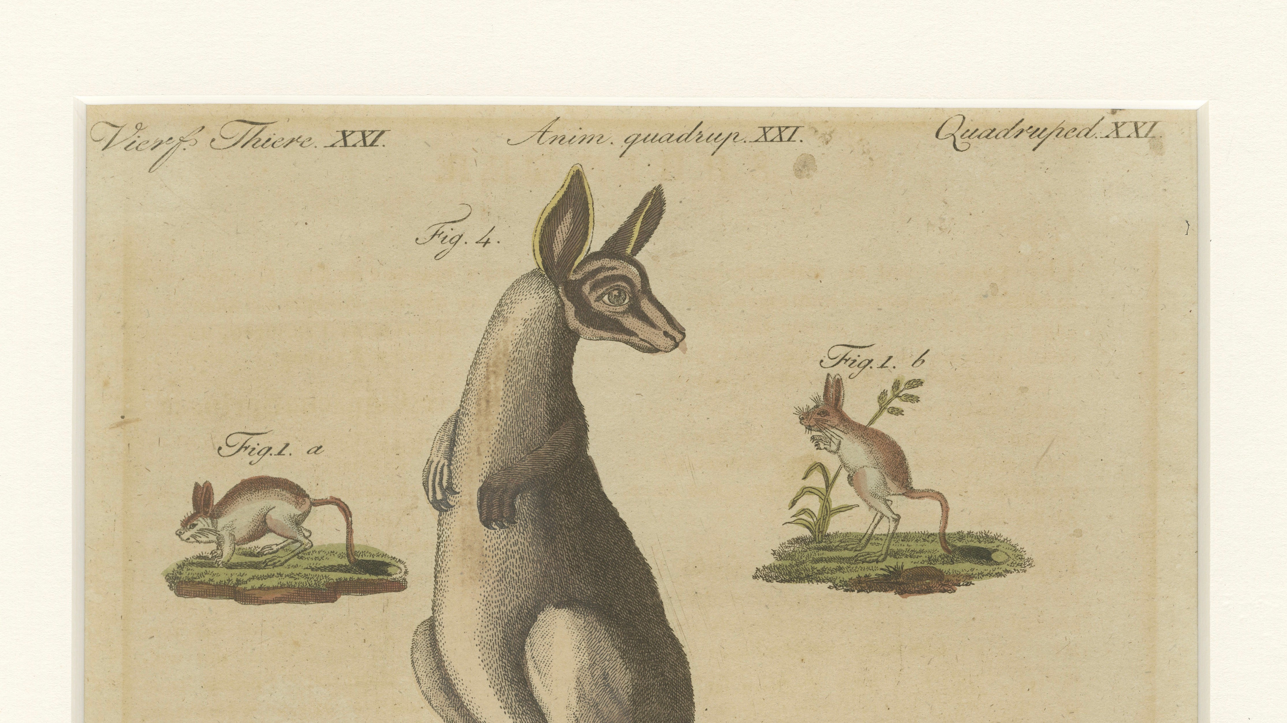 Antique Kangaroo, Wallaby & Hopping Mammals Engraving – Bertuch, c. 1795