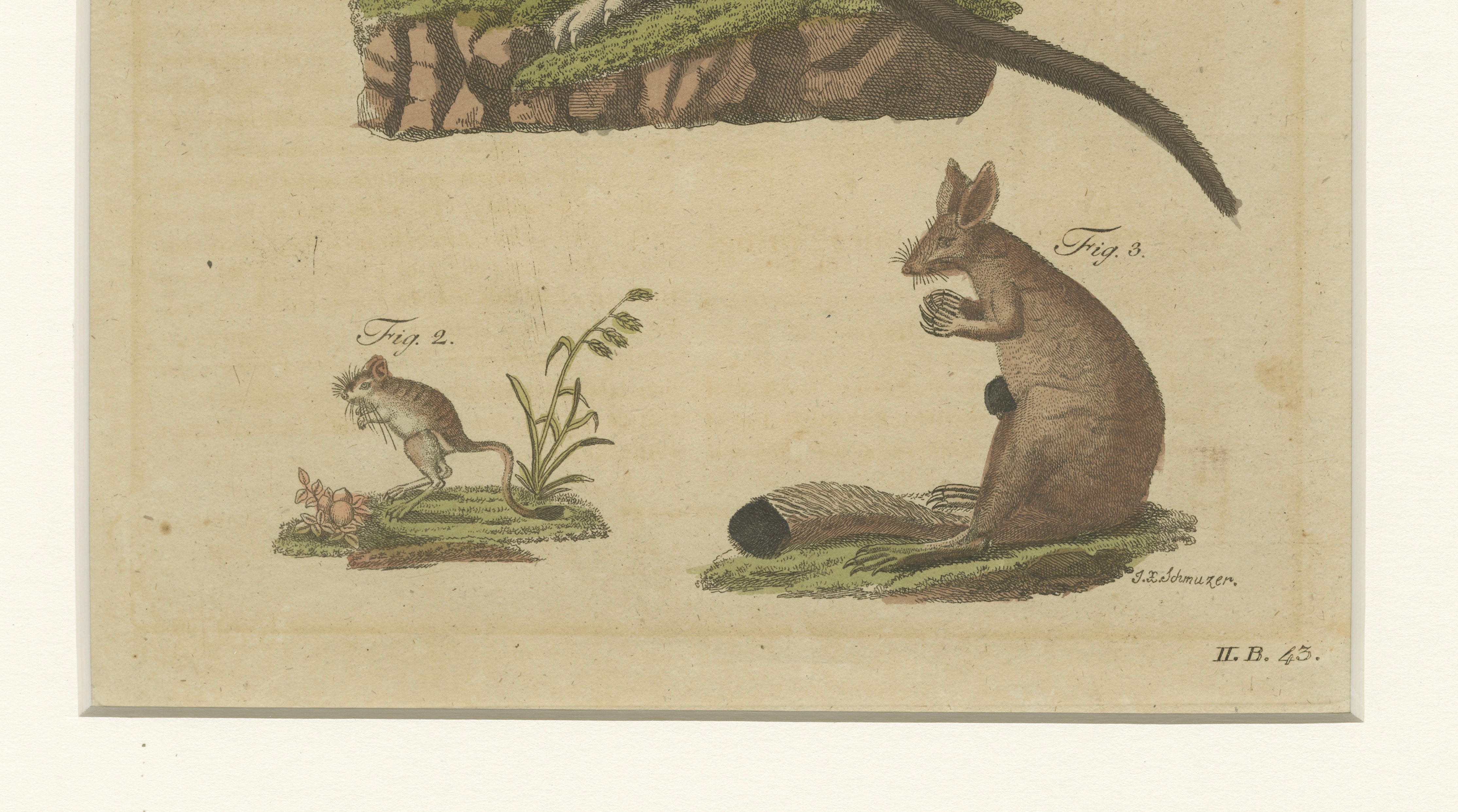 Antique Kangaroo, Wallaby & Hopping Mammals Engraving – Bertuch, c. 1795