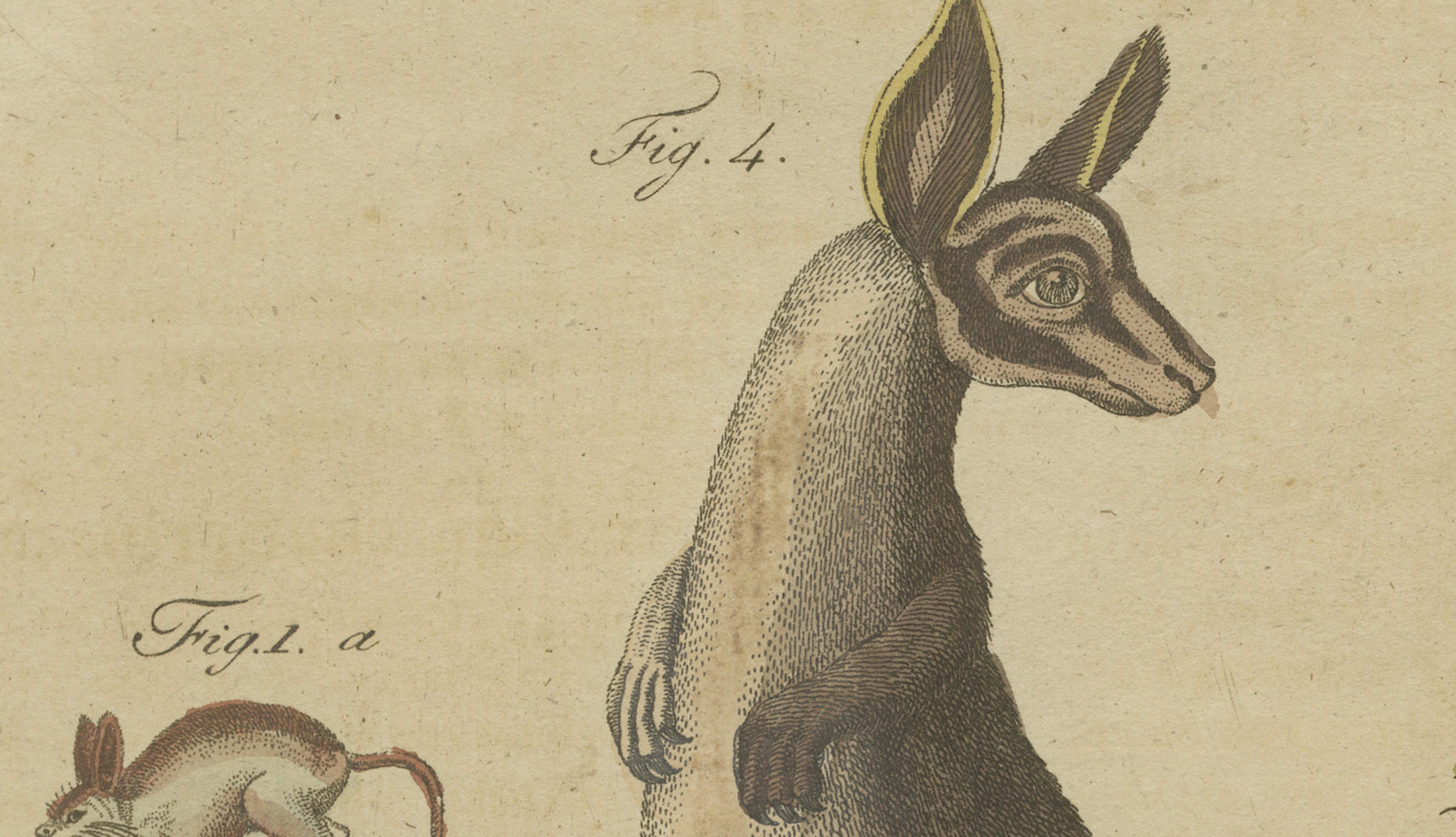 Antique Kangaroo, Wallaby & Hopping Mammals Engraving – Bertuch, c. 1795