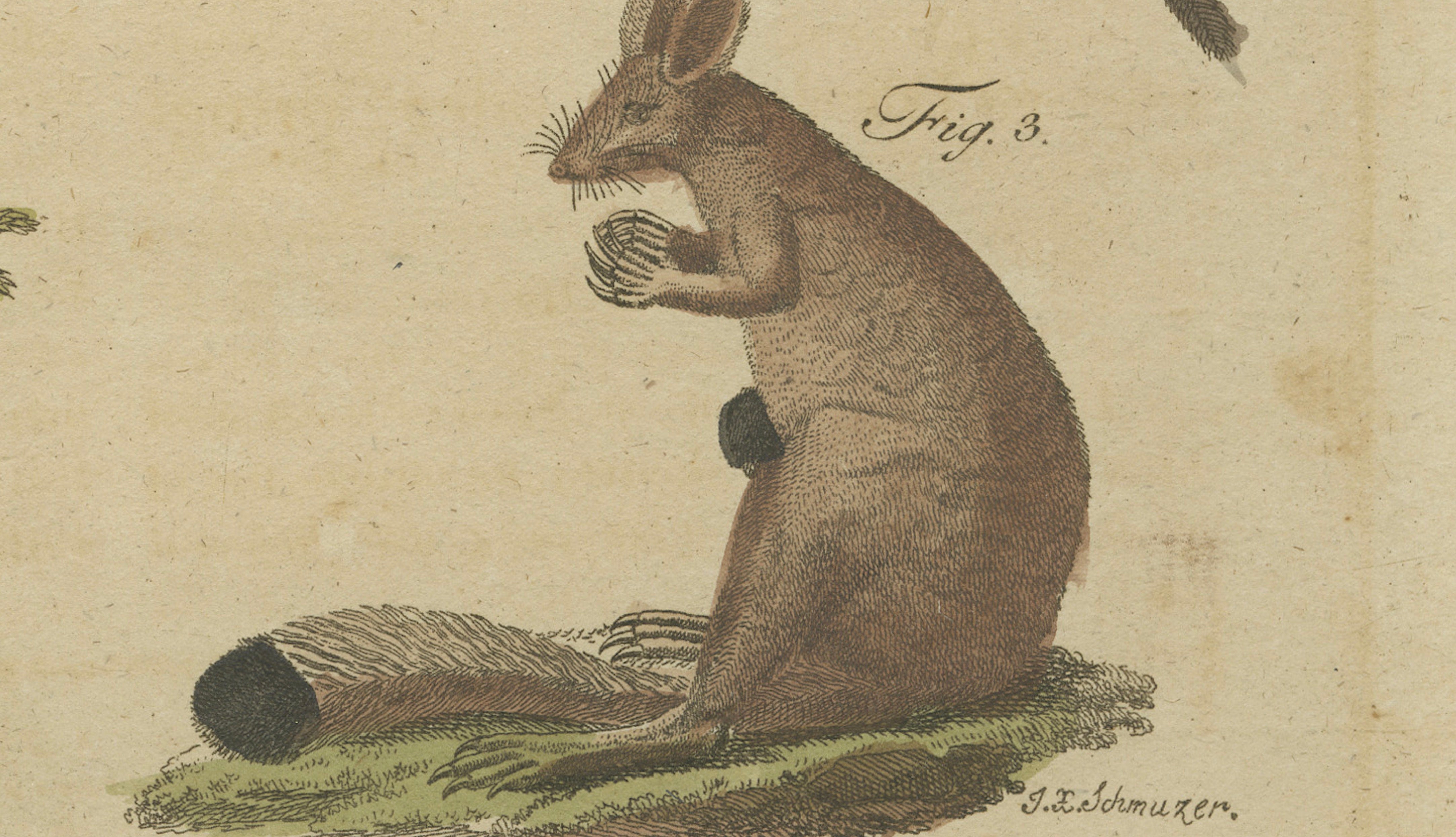 Antique Kangaroo, Wallaby & Hopping Mammals Engraving – Bertuch, c. 1795