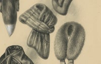 French Art Nouveau Fashion Design of Fur Collars and Stoles, c.1910, view 8