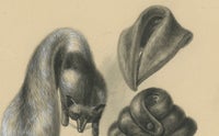 French Art Nouveau Fashion Design of Fur Collars and Stoles, c.1910, view 10