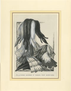 French Art Nouveau Fashion Design of Fur Pelts and Trimmings, c. 1910