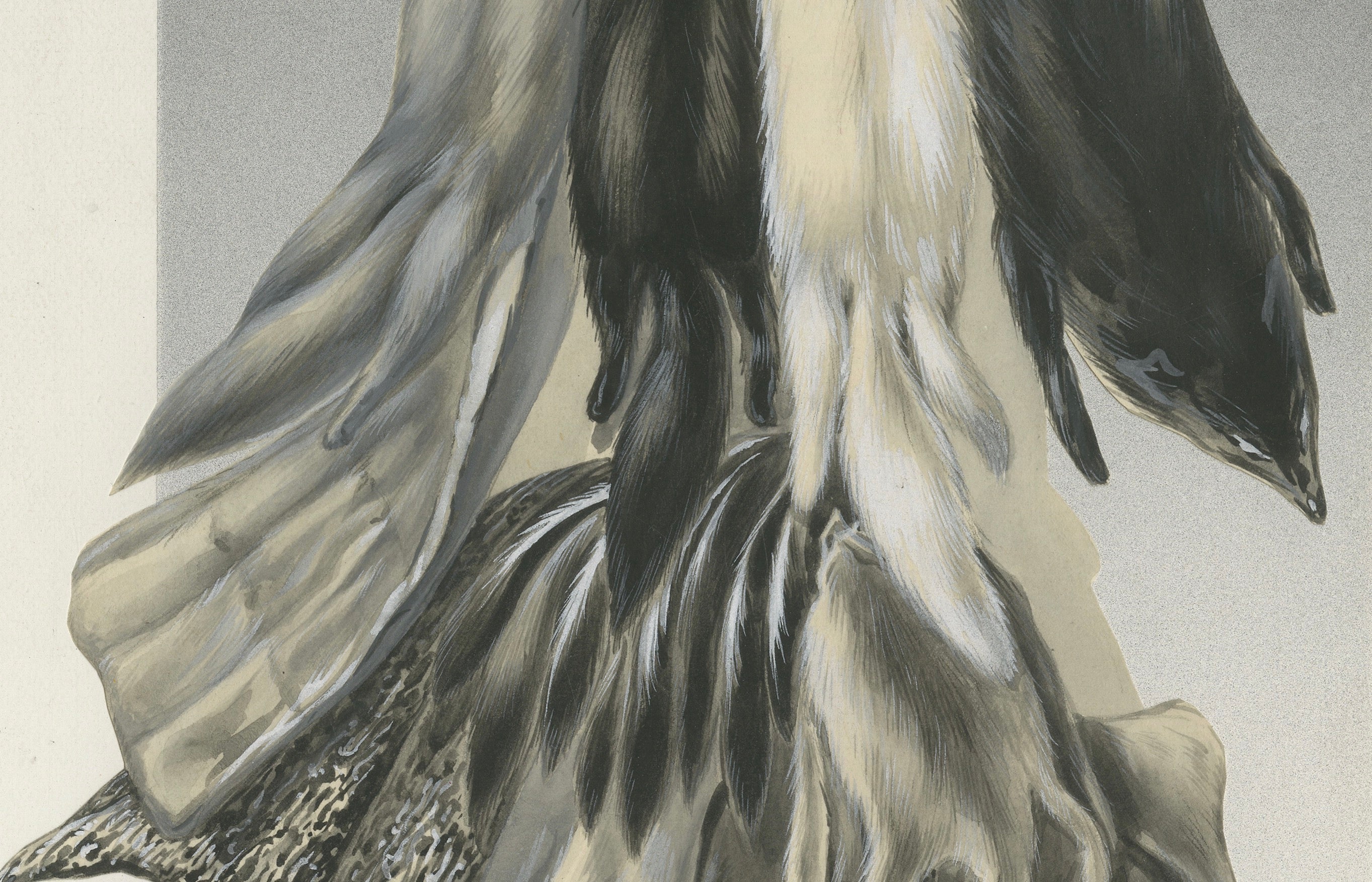 French Art Nouveau Fashion Design of Fur Pelts and Trimmings, c.1910
