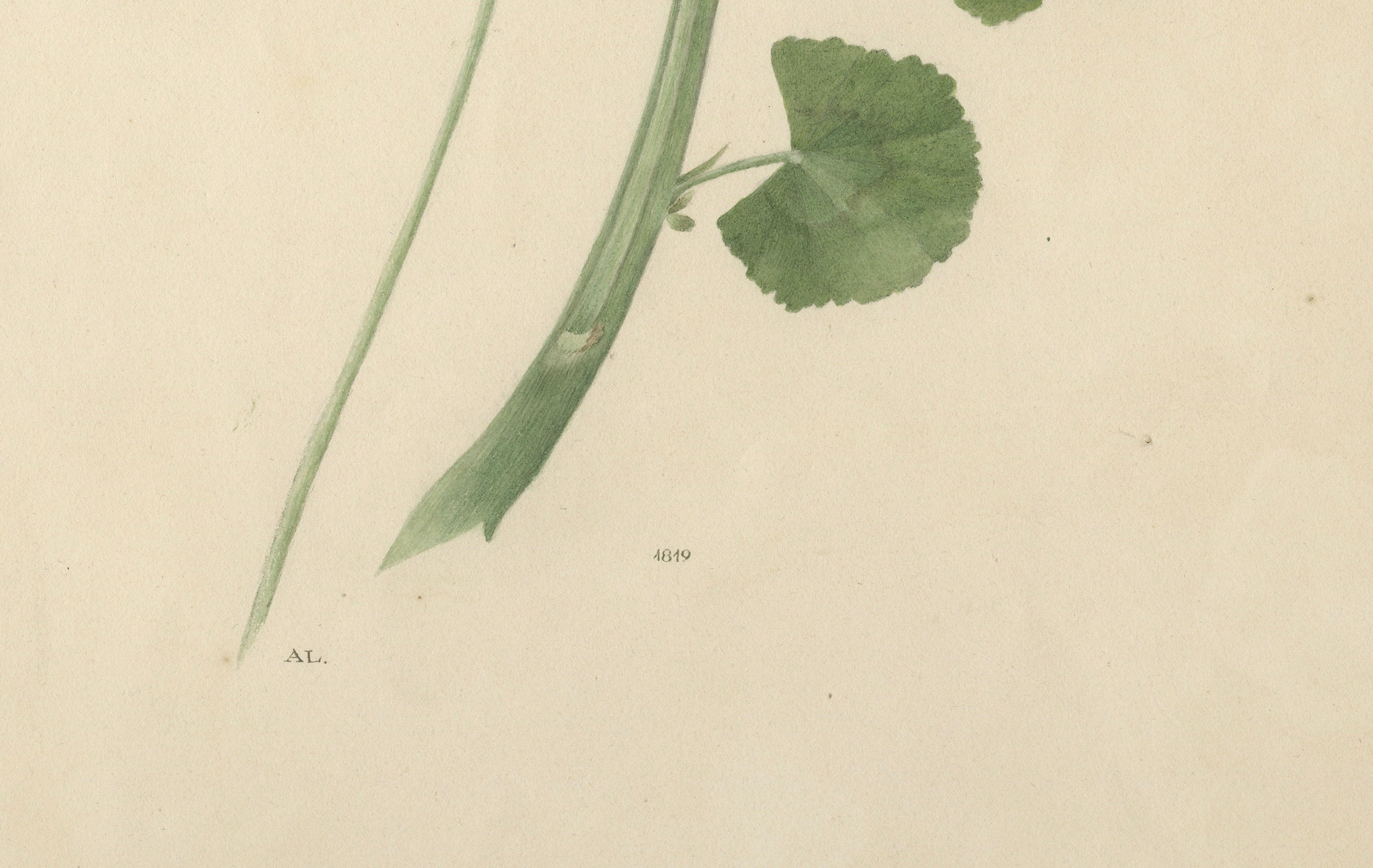 Two Stems with Red Flowers – Botanical Watercolor by A.L., 1819