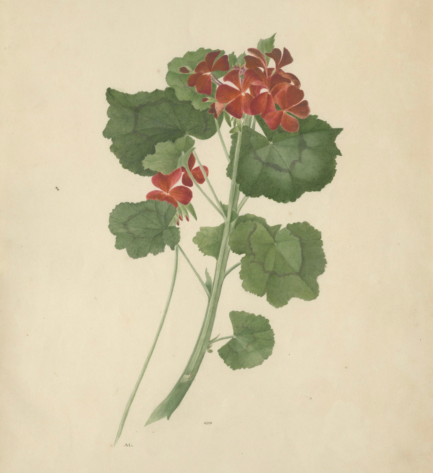 Two Stems with Red Flowers – Botanical Watercolor by A.L., 1819