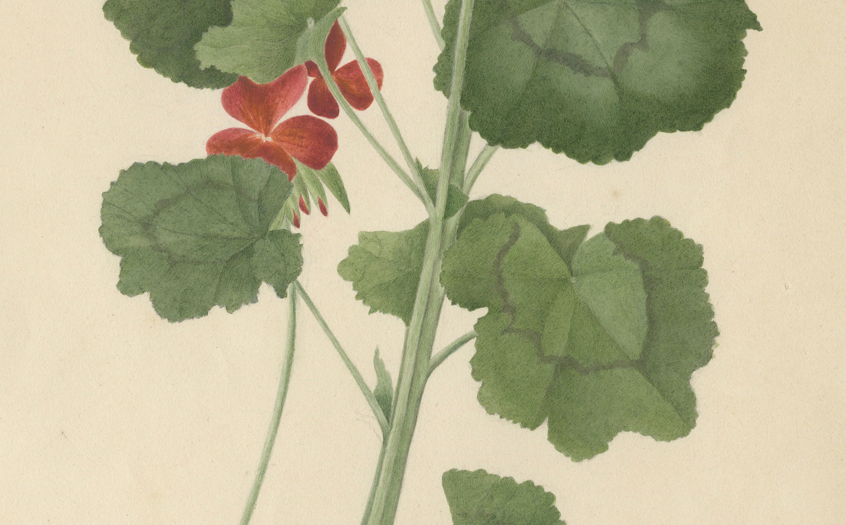 Two Stems with Red Flowers – Botanical Watercolor by A.L., 1819