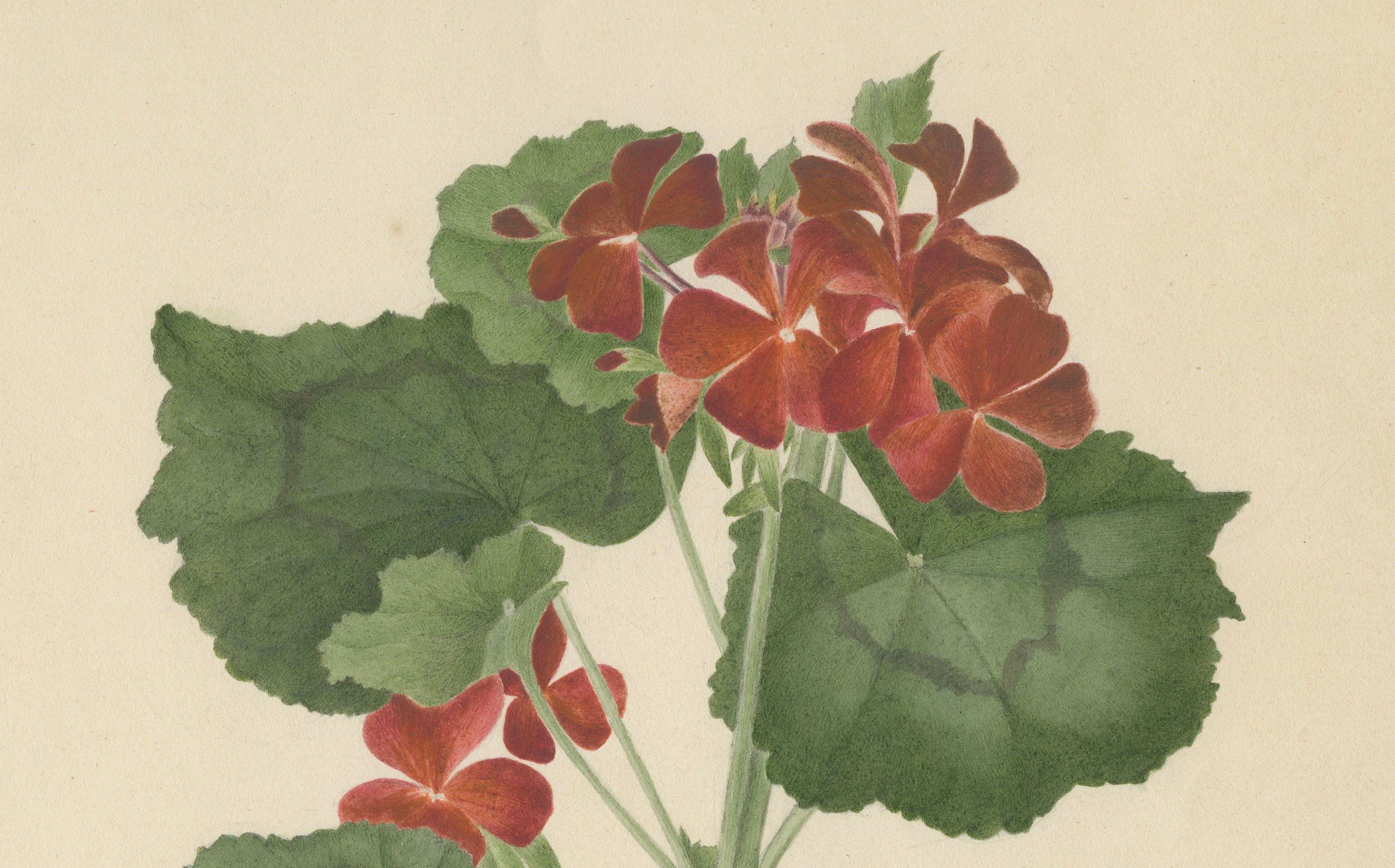 Two Stems with Red Flowers – Botanical Watercolor by A.L., 1819