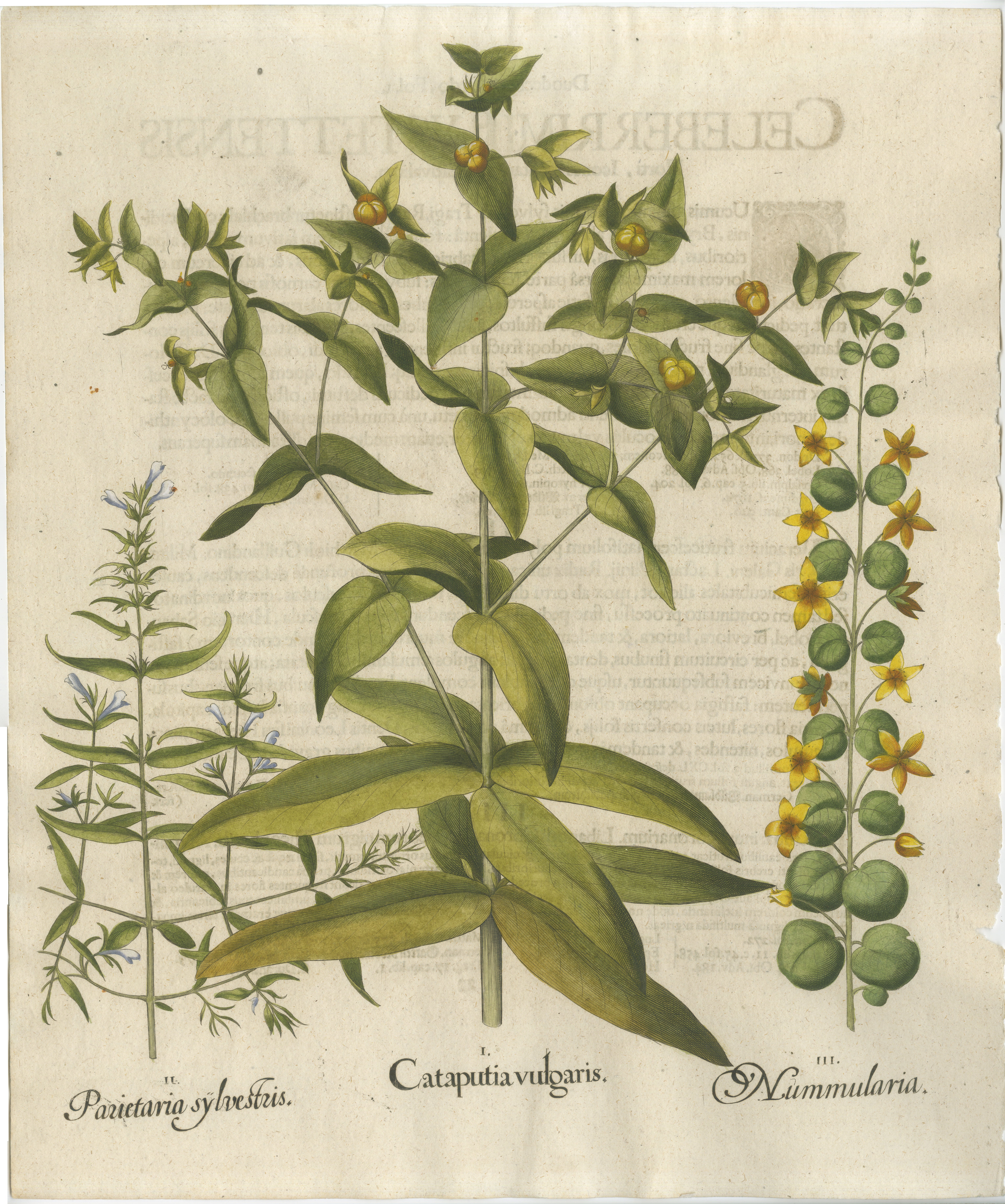Basilius Besler Spurge, Glasswort & Pennywort Botanical Engraving, 1613