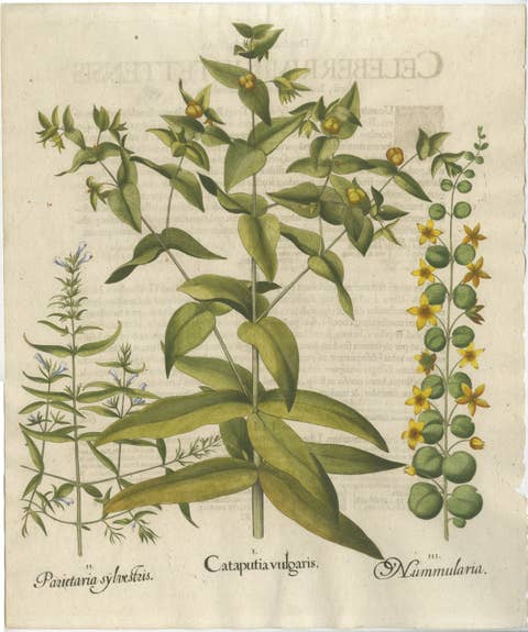 Basilius Besler Spurge, Glasswort & Pennywort Botanical Engraving, 1613
