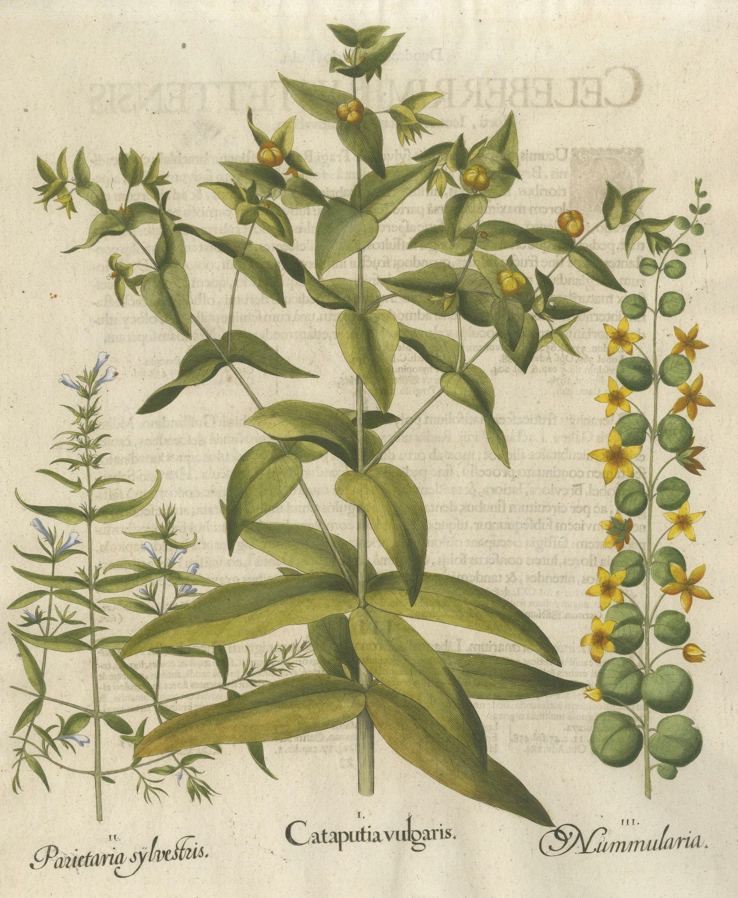 Basilius Besler Spurge, Glasswort & Pennywort Botanical Engraving, 1613