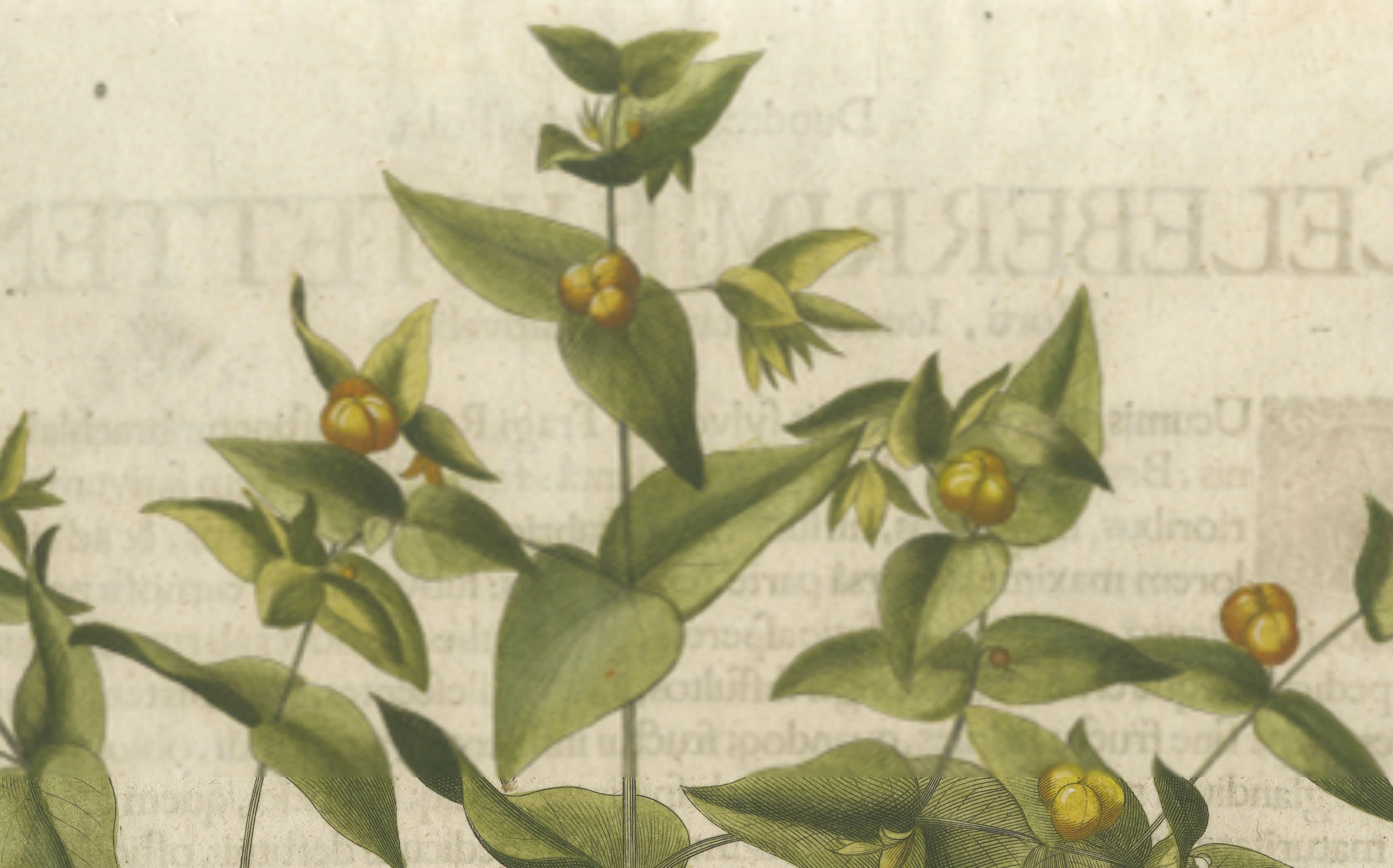 Basilius Besler Spurge, Glasswort & Pennywort Botanical Engraving, 1613