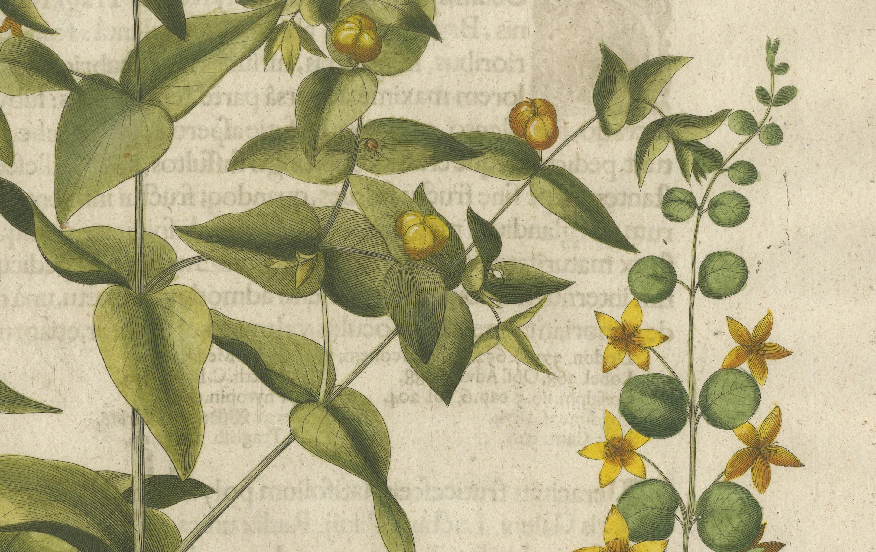 Basilius Besler Spurge, Glasswort & Pennywort Botanical Engraving, 1613