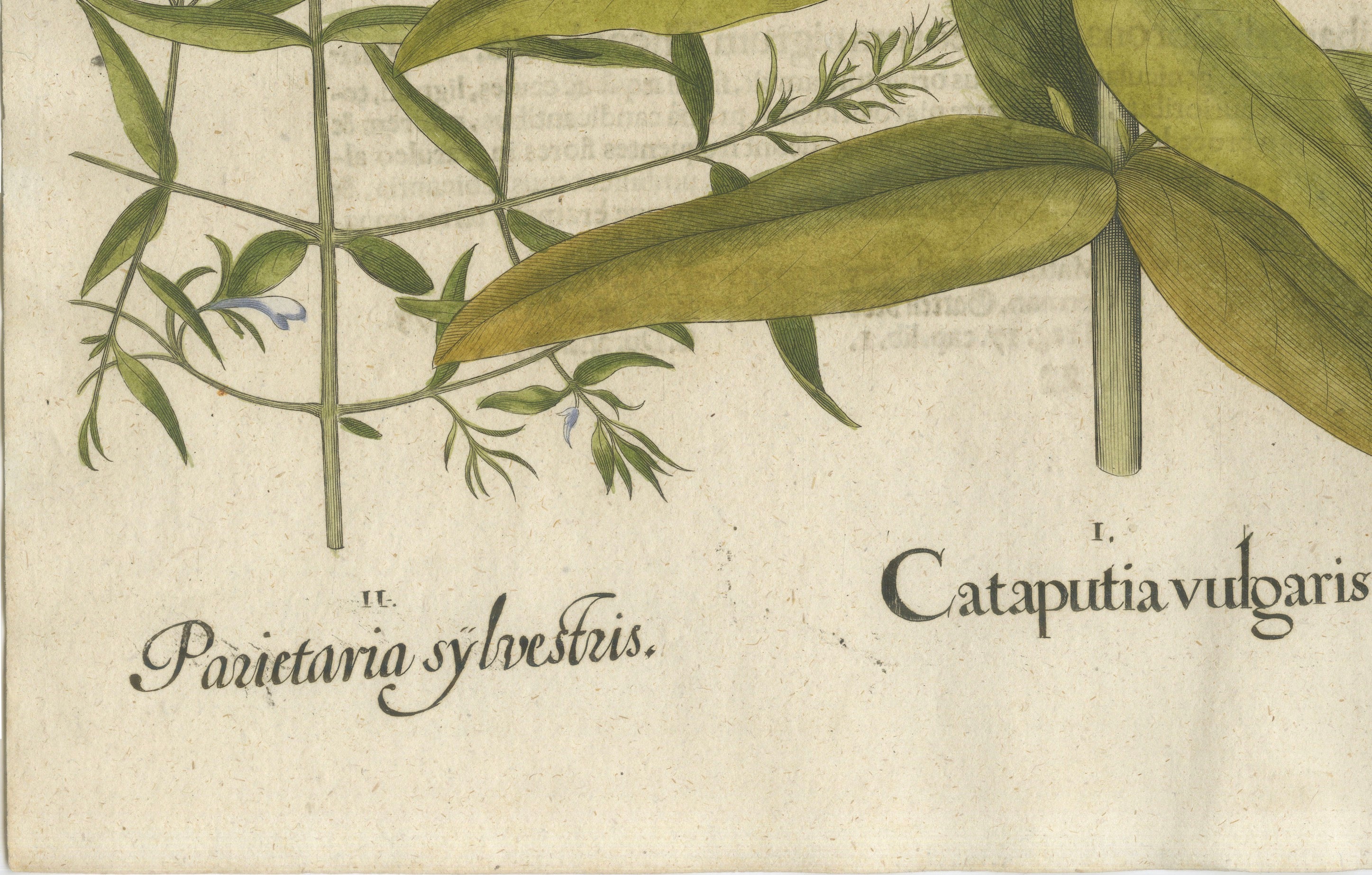 Basilius Besler Spurge, Glasswort & Pennywort Botanical Engraving, 1613