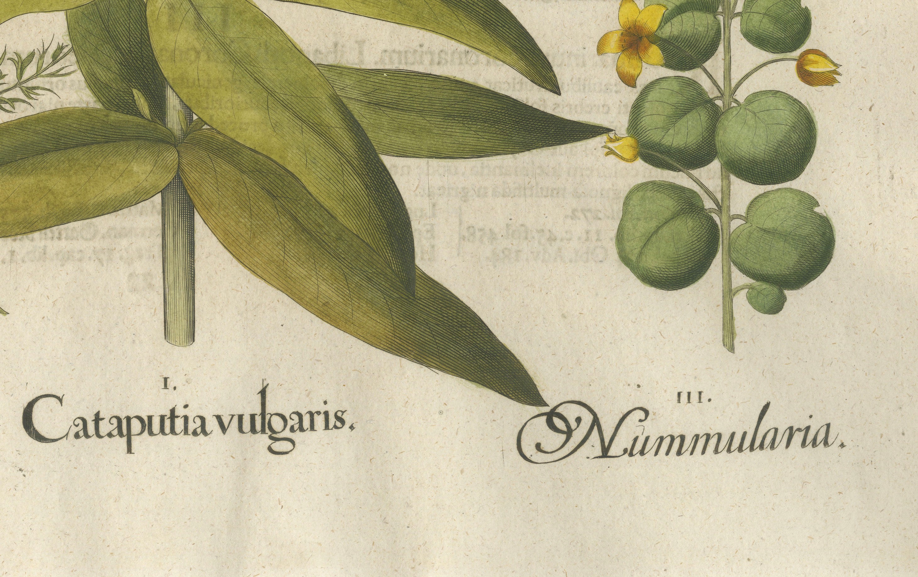 Basilius Besler Spurge, Glasswort & Pennywort Botanical Engraving, 1613