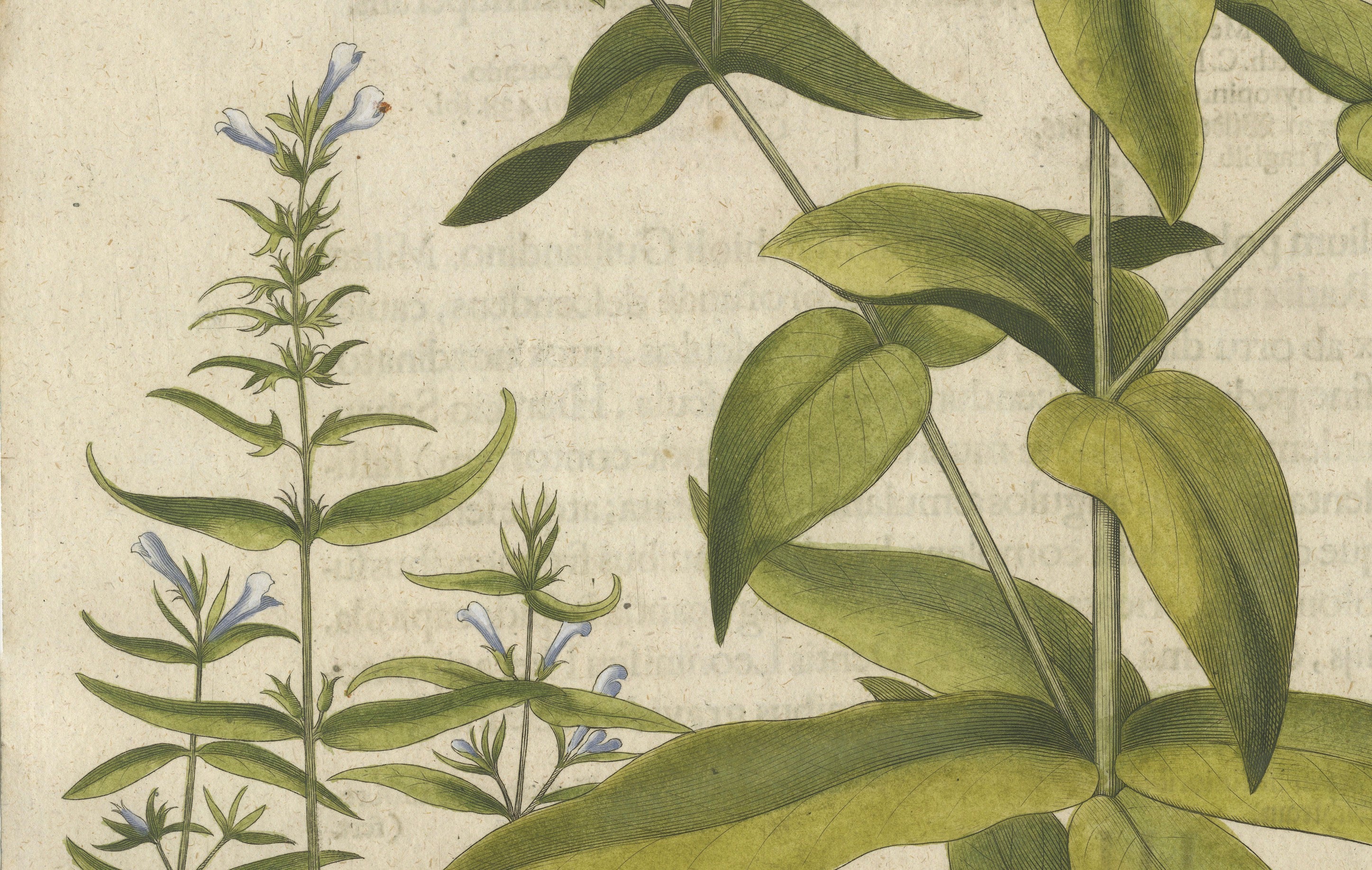 Basilius Besler Spurge, Glasswort & Pennywort Botanical Engraving, 1613